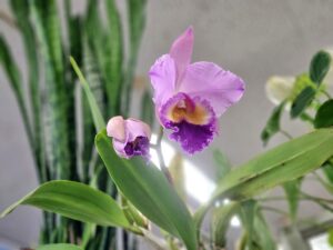 春を彩る、双子の貴婦人(2025年5月)