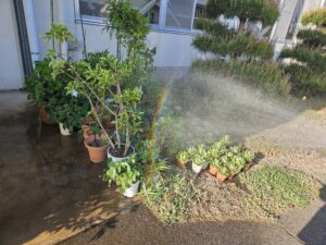 目には青葉、花には光(2025年5月)