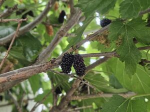 黒紅色の恵み(2025年6月)