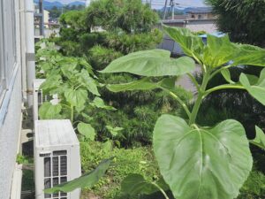 向日葵の観察日記・成長編(2025年7月)