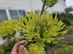 初秋に燃える、雷神の花火（2025年9月）