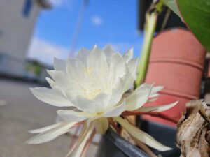 秋陽に輝く「陽下美人」（2025年10月）