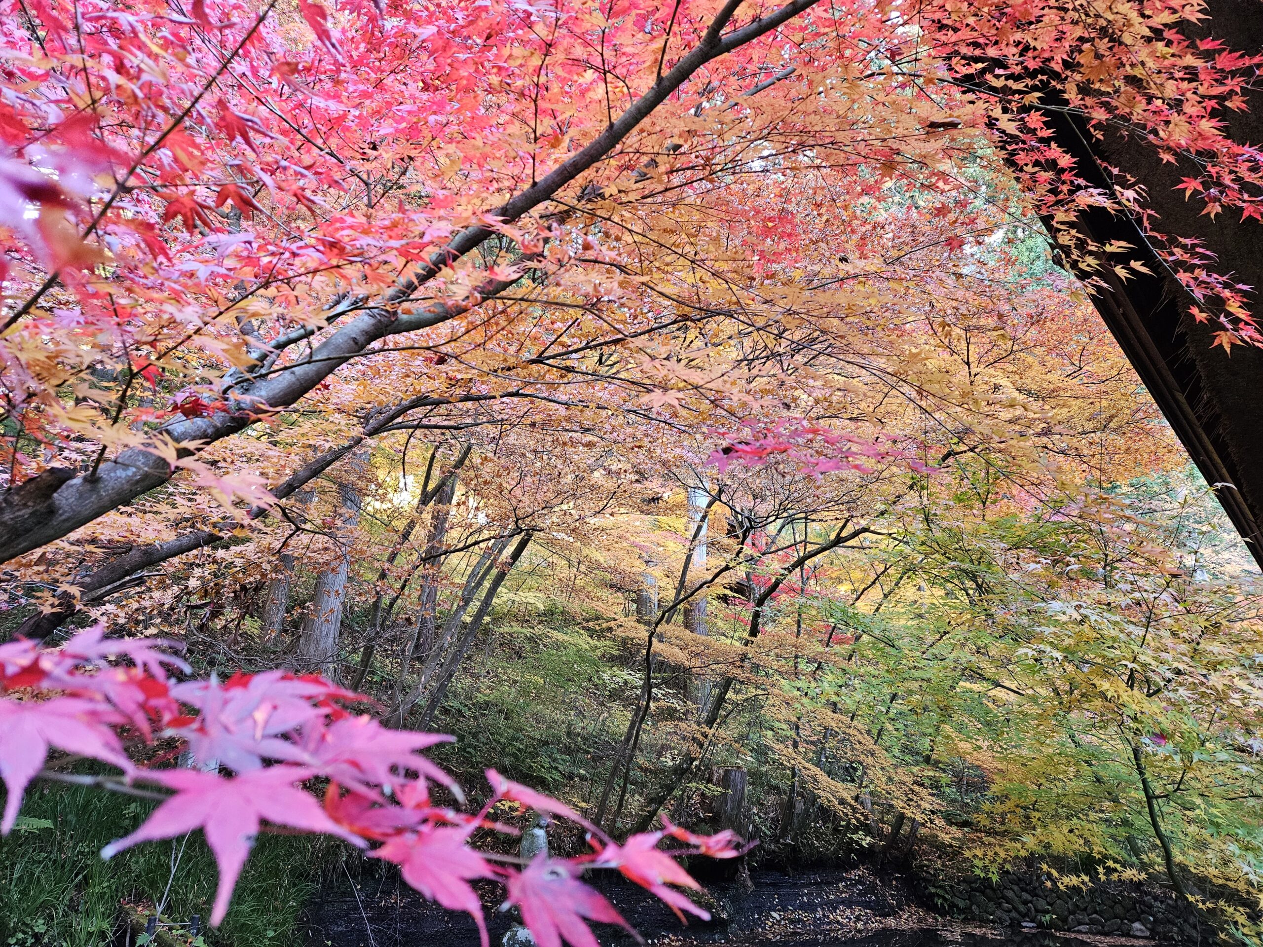 佐久市前山、貞祥寺（2025年11月）
