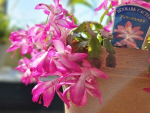 春を待つ桜桃色（2025年12月）