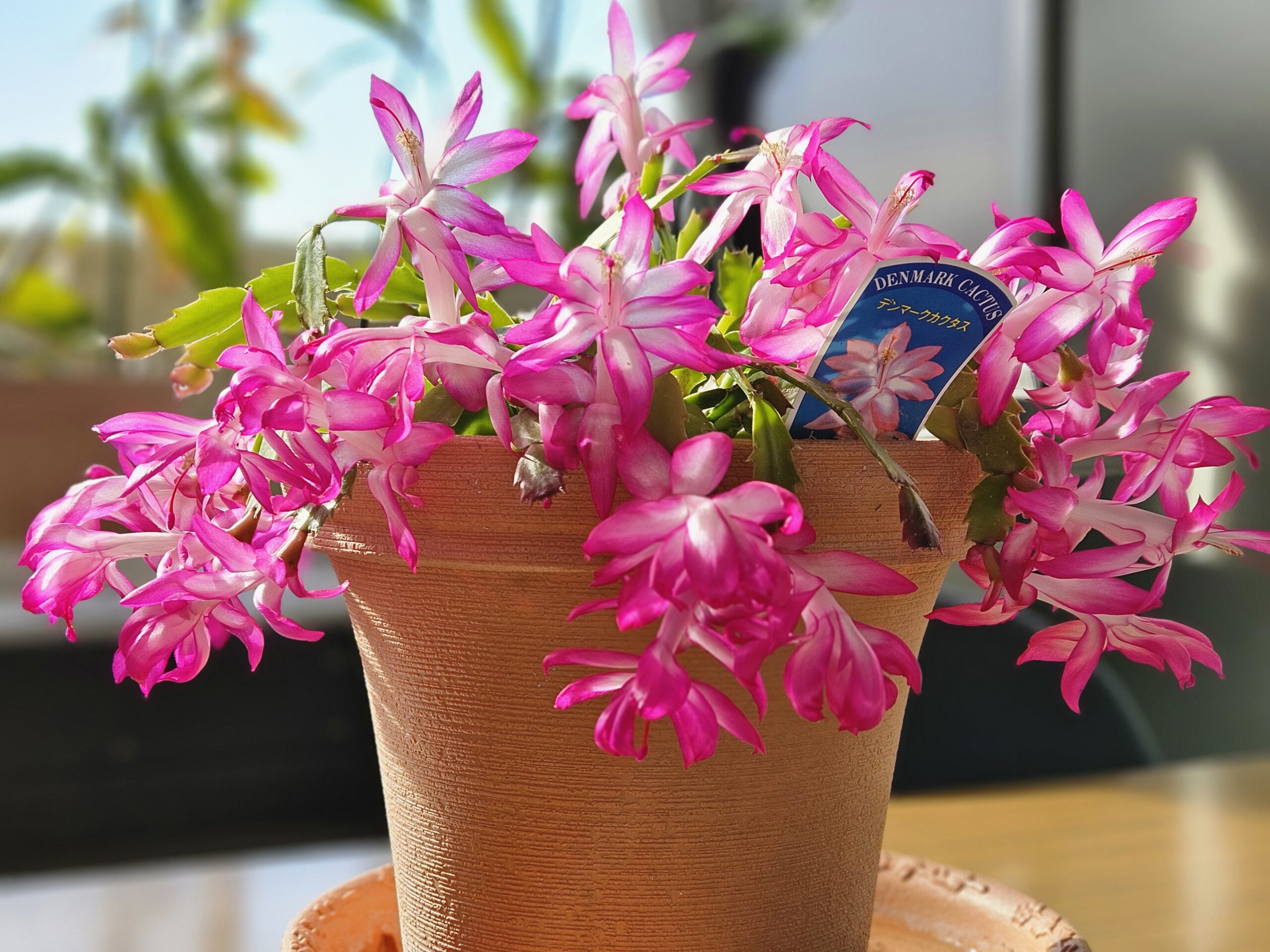 満開のデンマークカクタス（2025年12月）