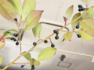 紺紫の実を宿した榊（2026年1月）