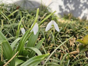 待雪草ひらく2026年3月