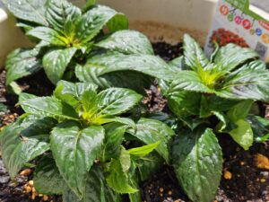 風薫る五月の庭（2026年5月）