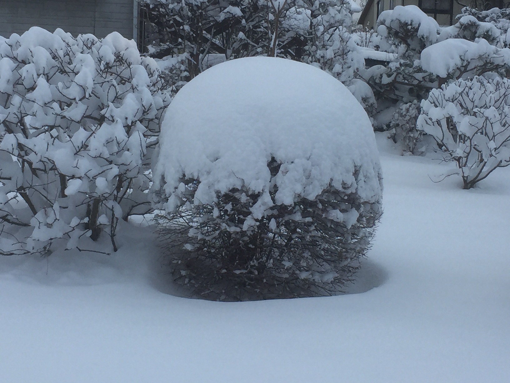 雪に埋まるツツジ(御代田町) 2022年2月