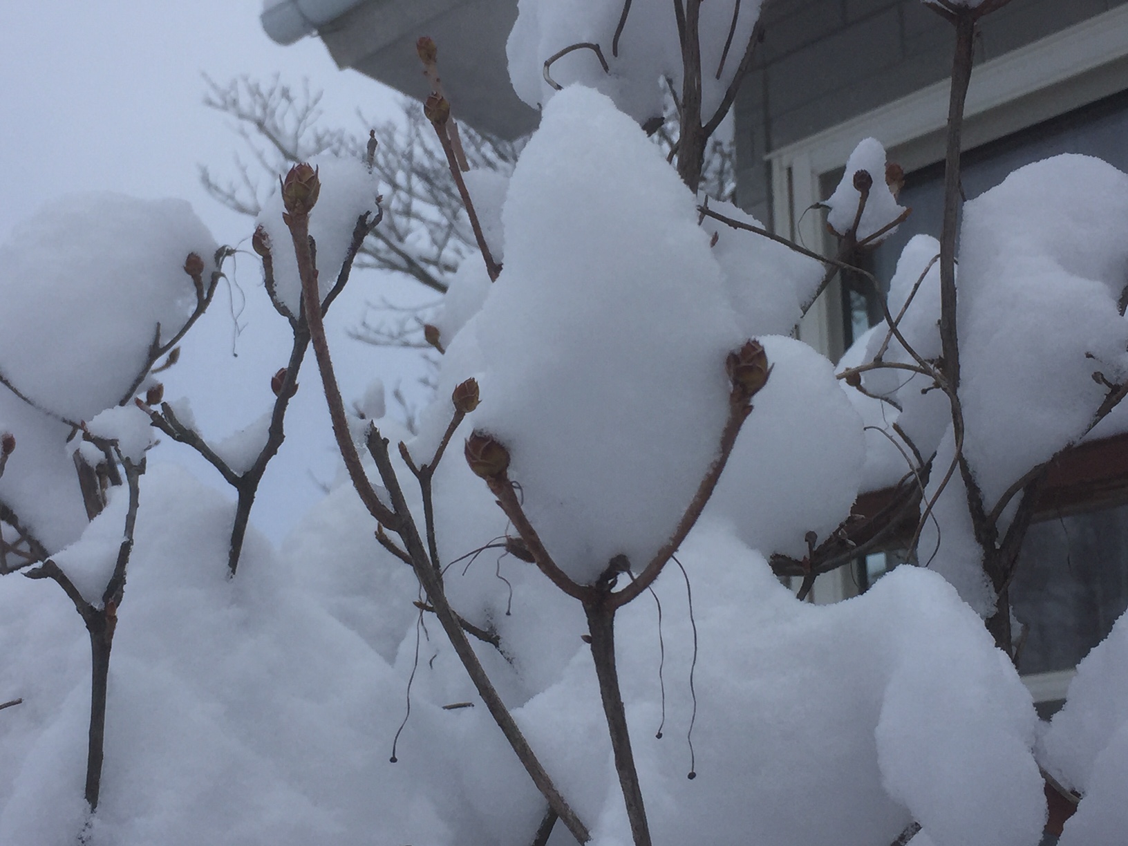 雪を載せたツツジの蕾(御代田町) 2022年2月