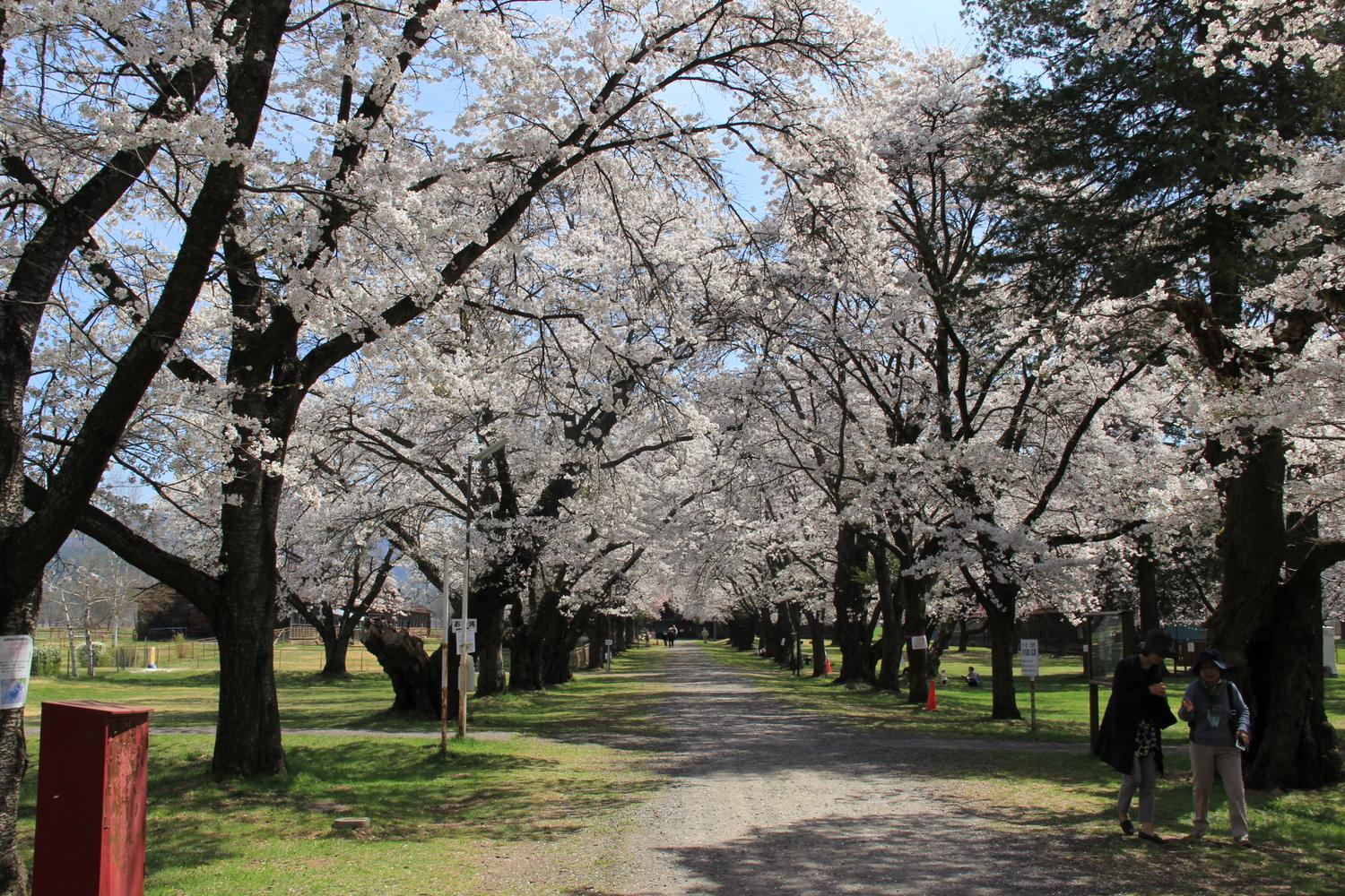 会社から徒歩３分のところにある、長野牧場（茨城牧場長野市場）の桜並木