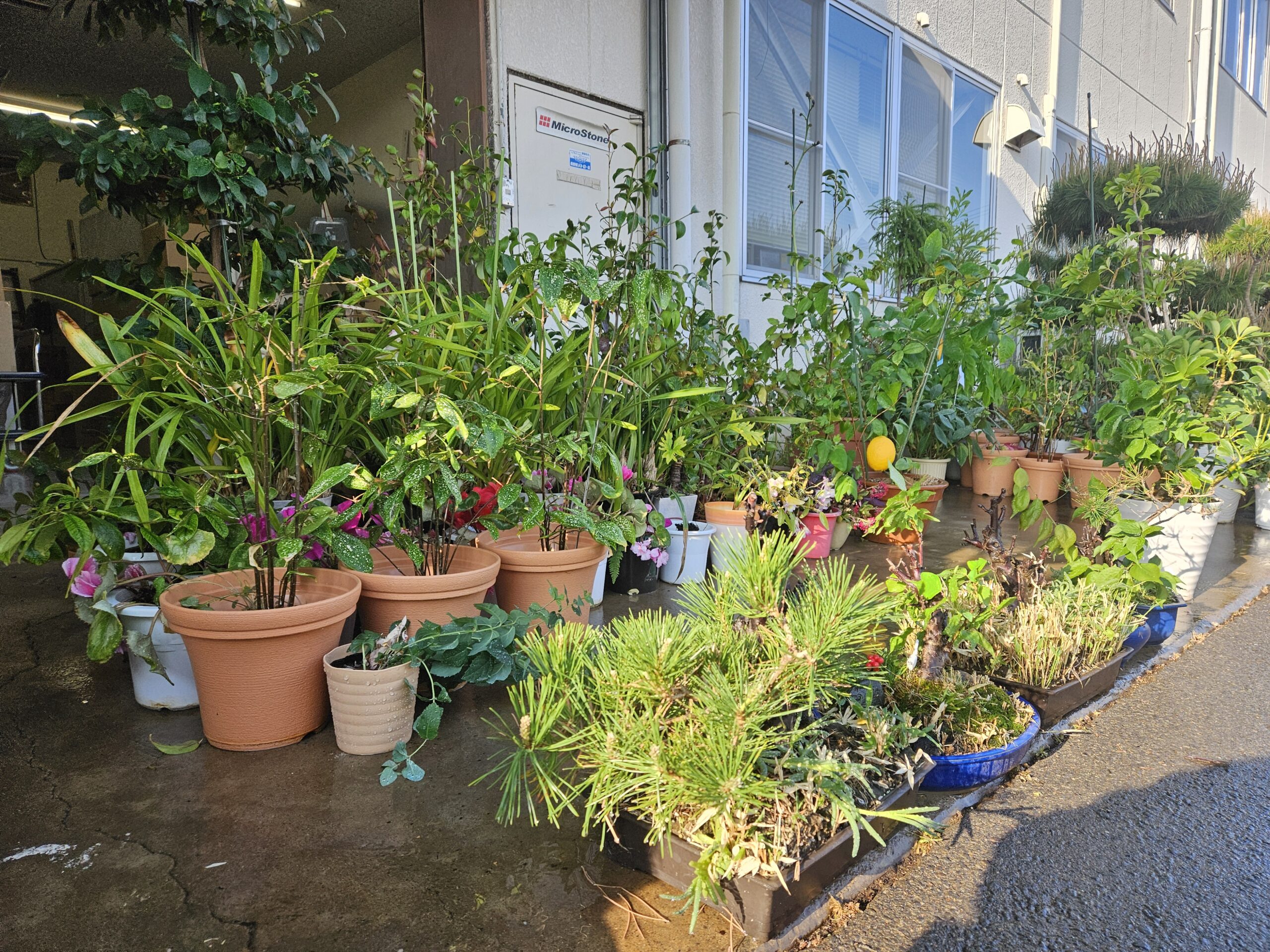 日光に輝く植物たち(2025年5月)