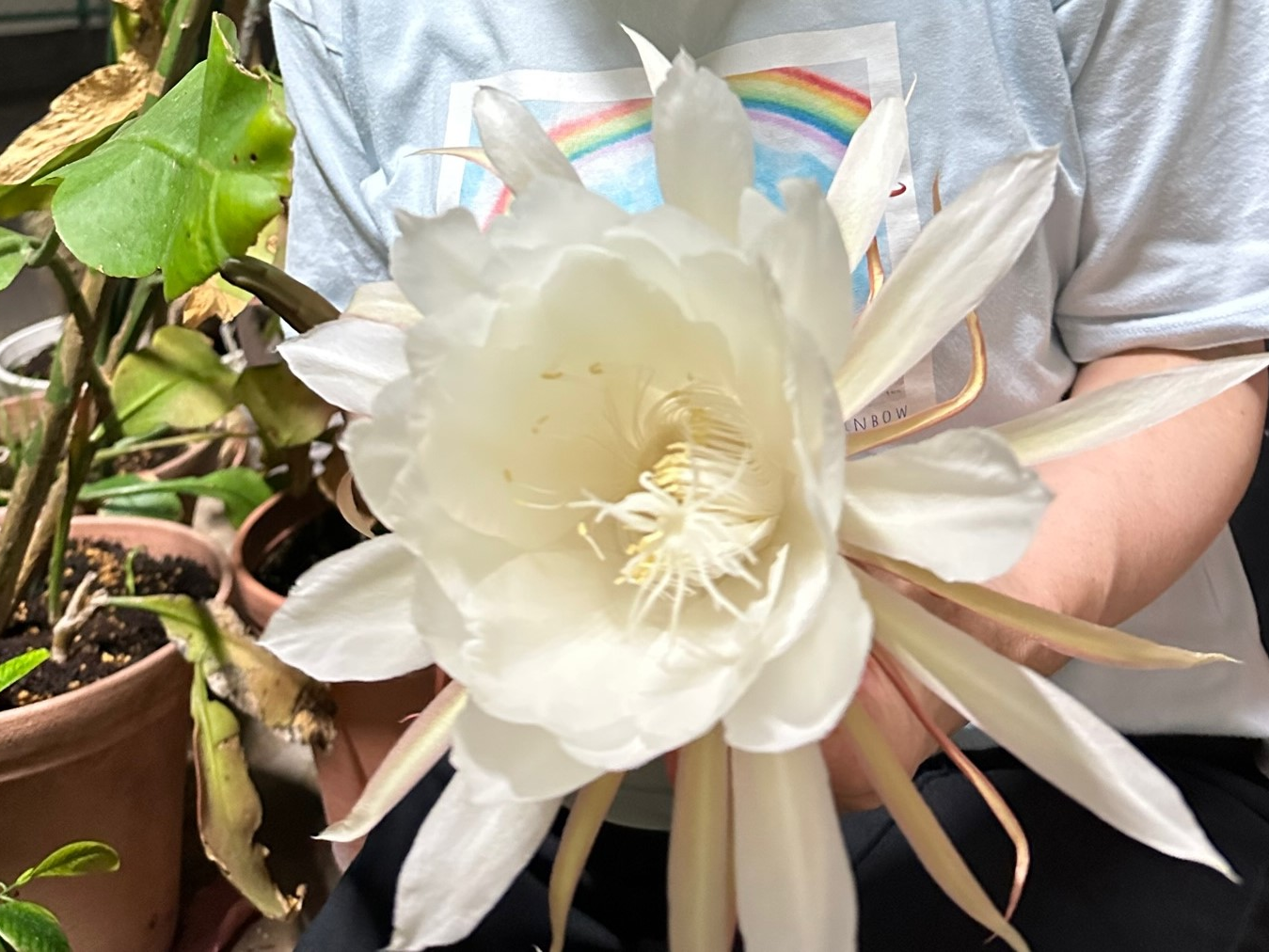 一夜限りの花明かり(2025年7月)