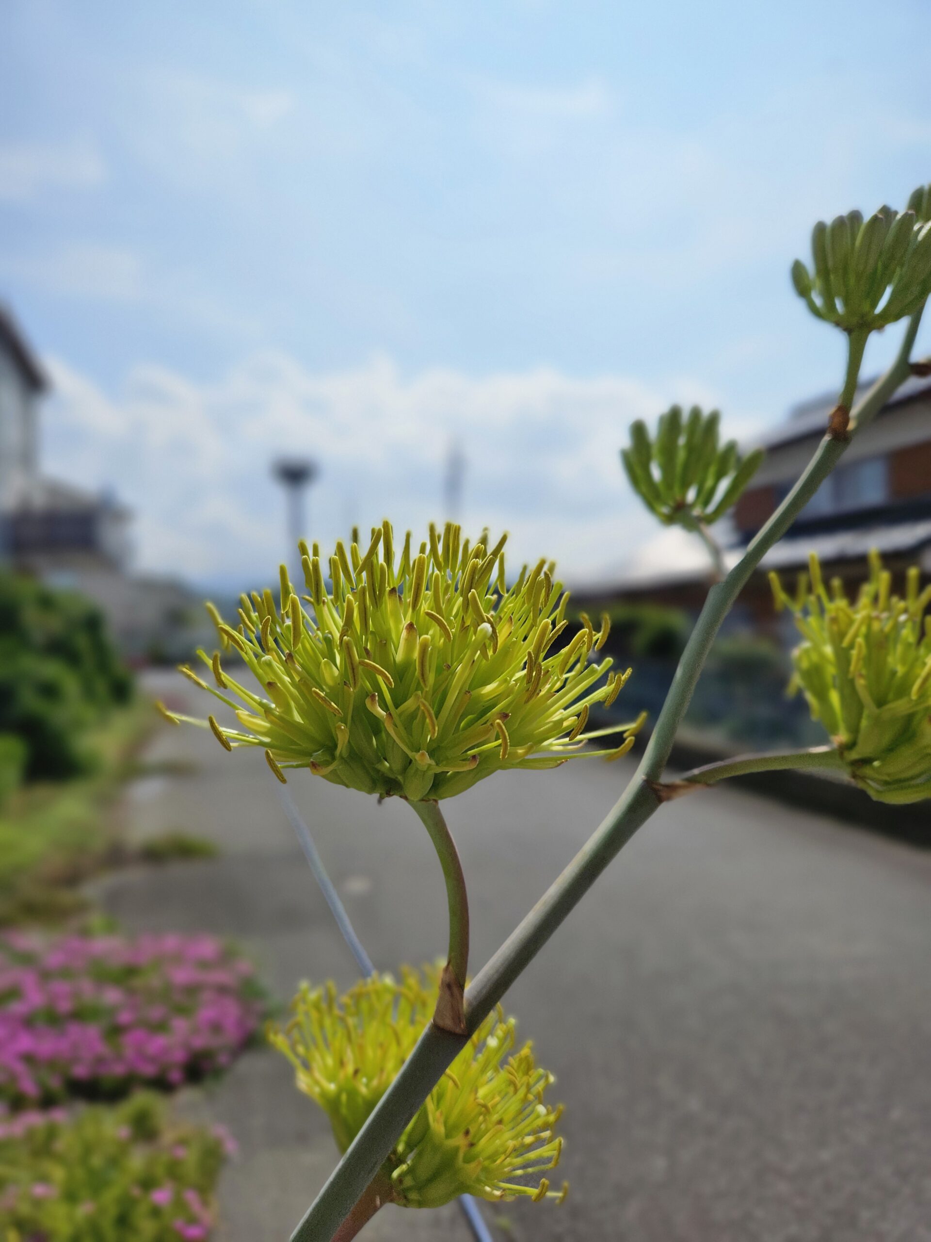 雷神の花（2025年9月）