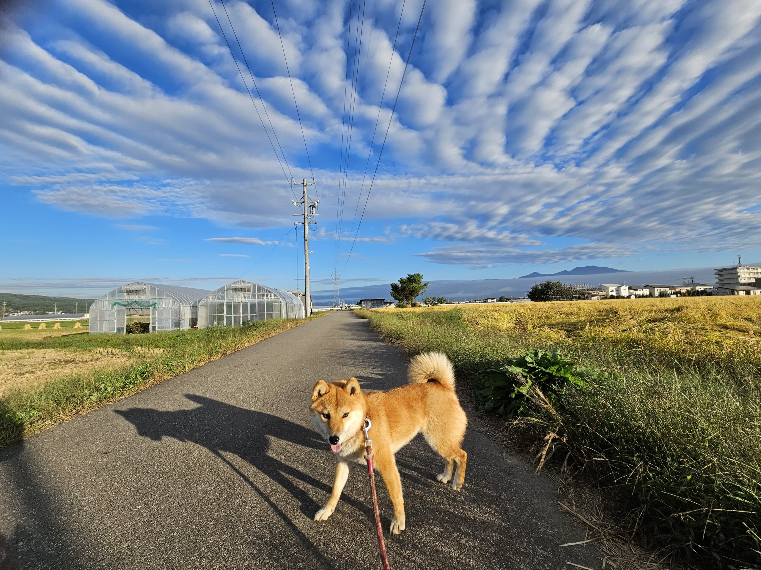 朝6時の散歩道（2025年10月）