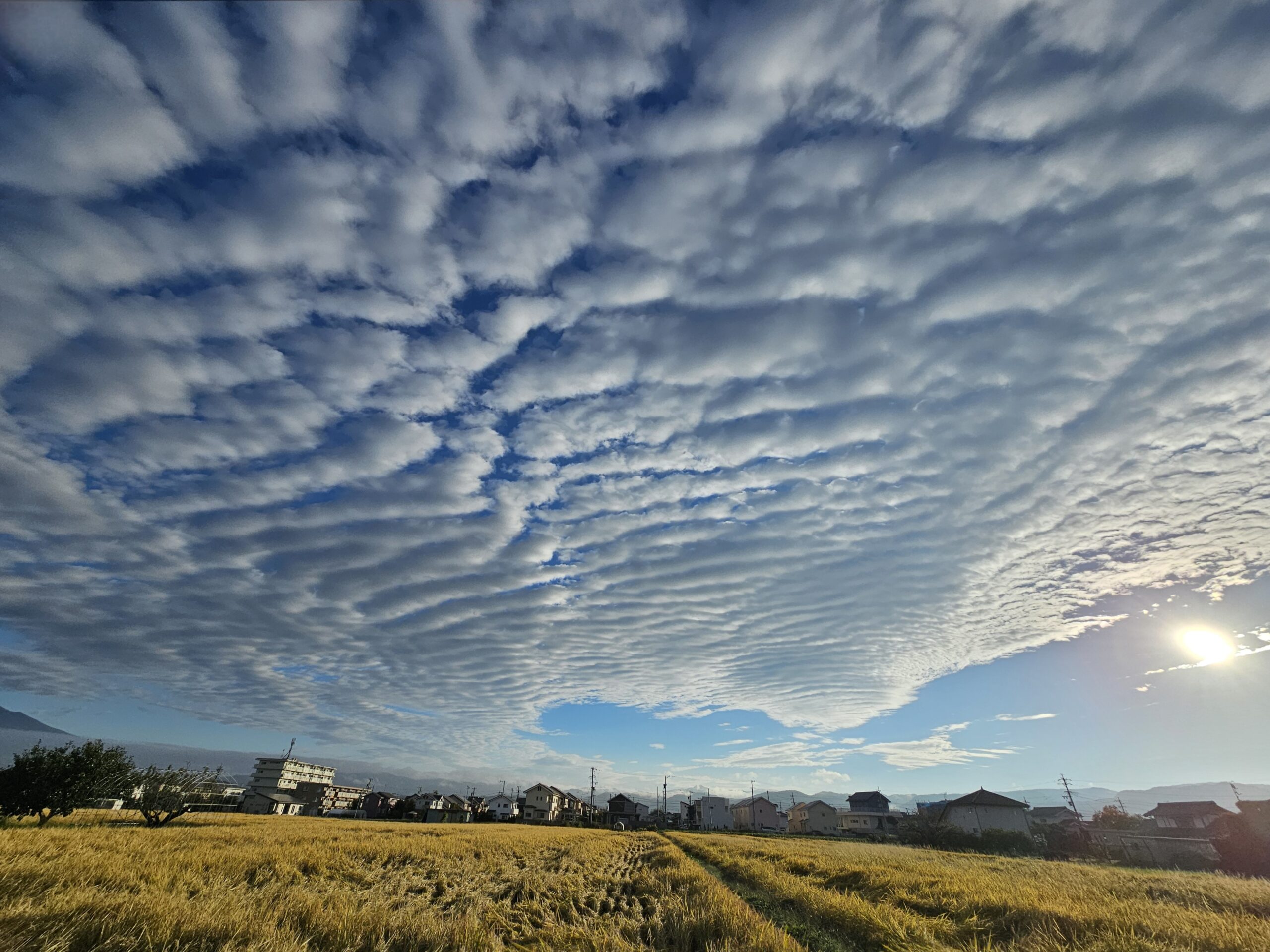 田んぼと満天の波状雲（2025年10月）