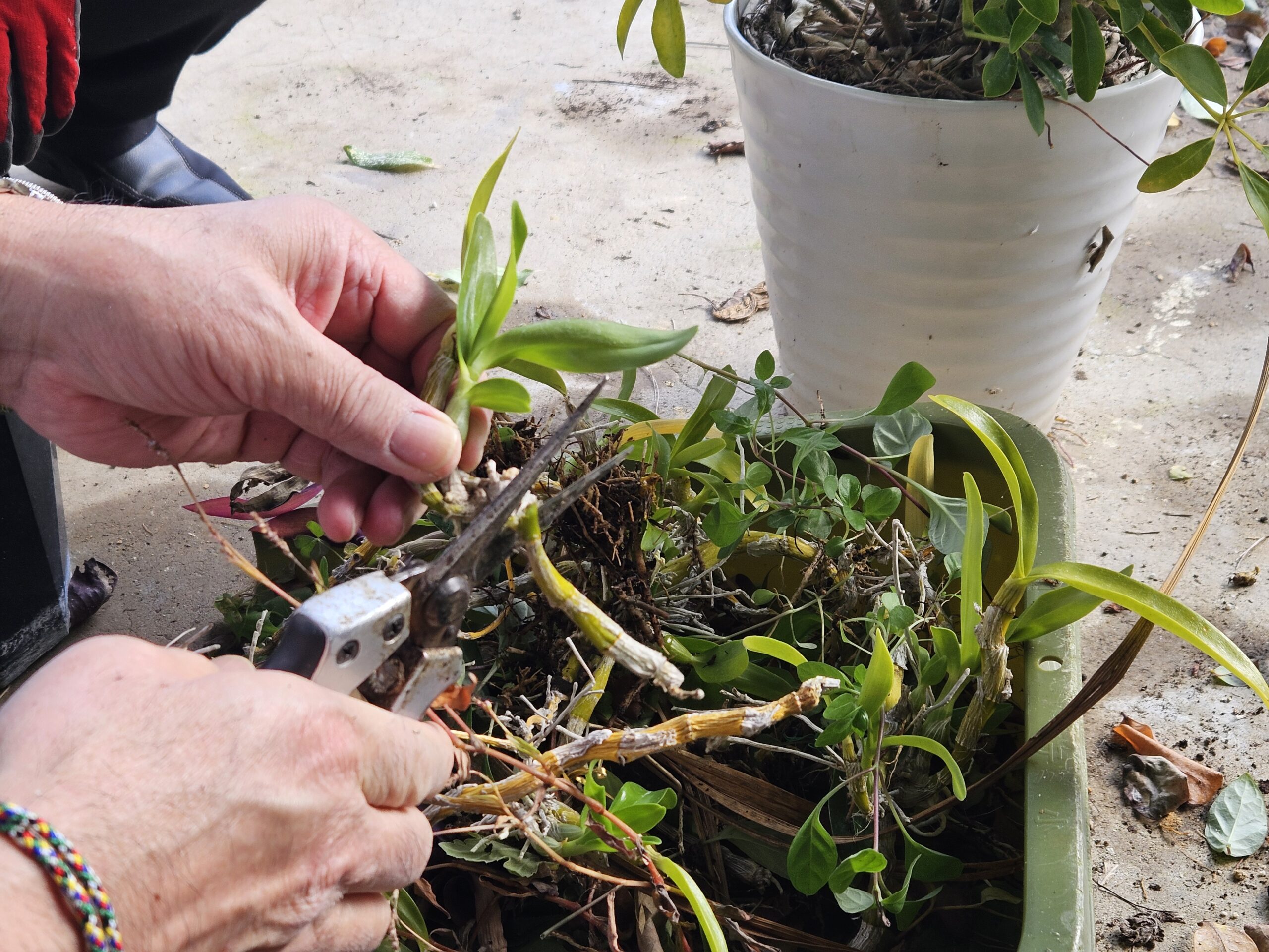 草花の剪定（2025年11月）