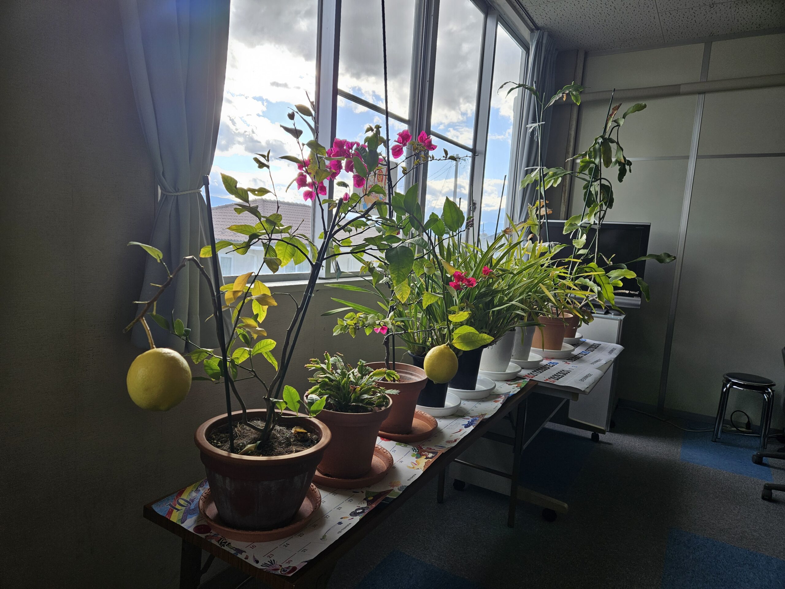 賑わう窓辺（2025年11月）