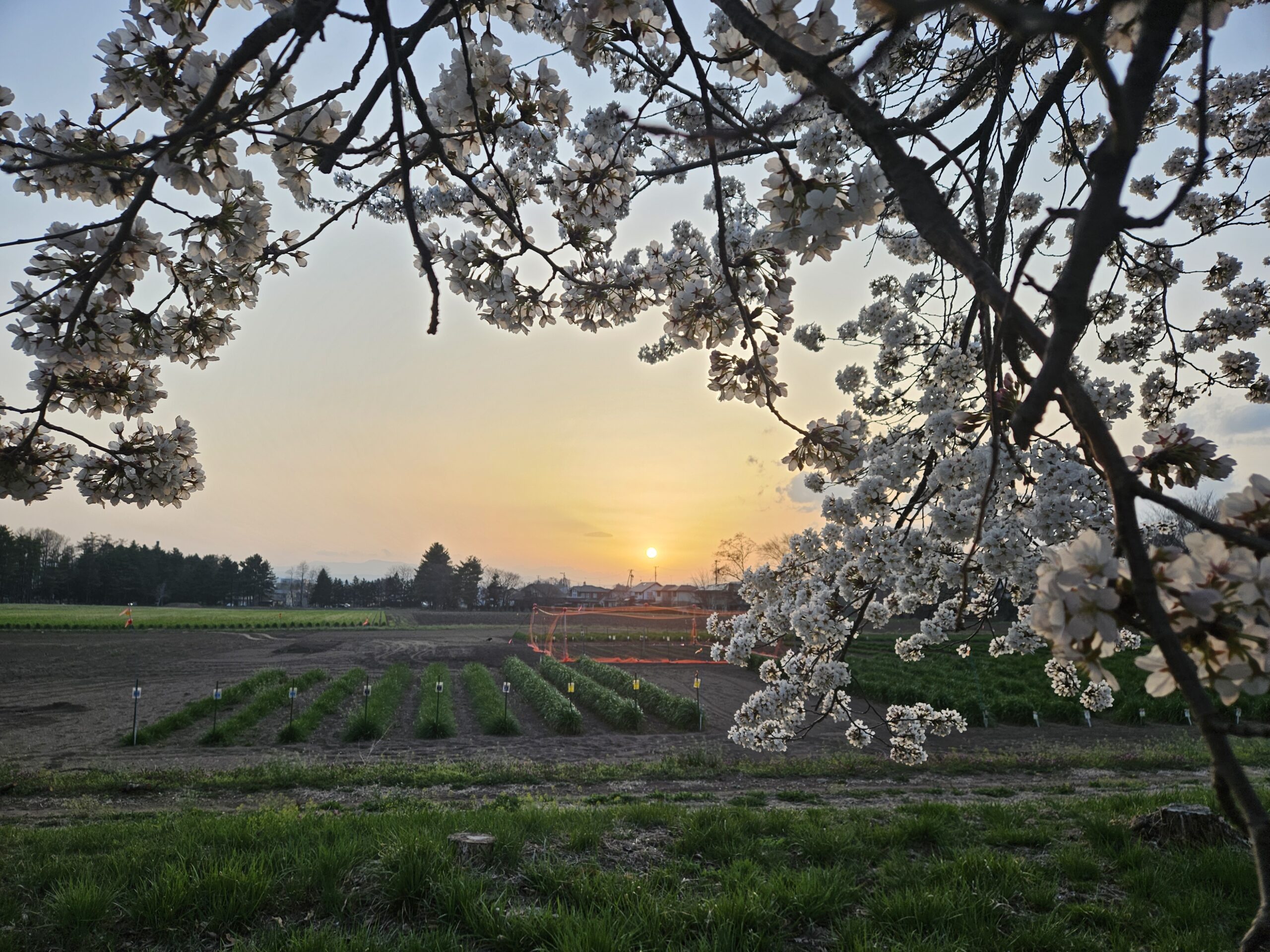 夕陽と桜_4月（2025年12月）