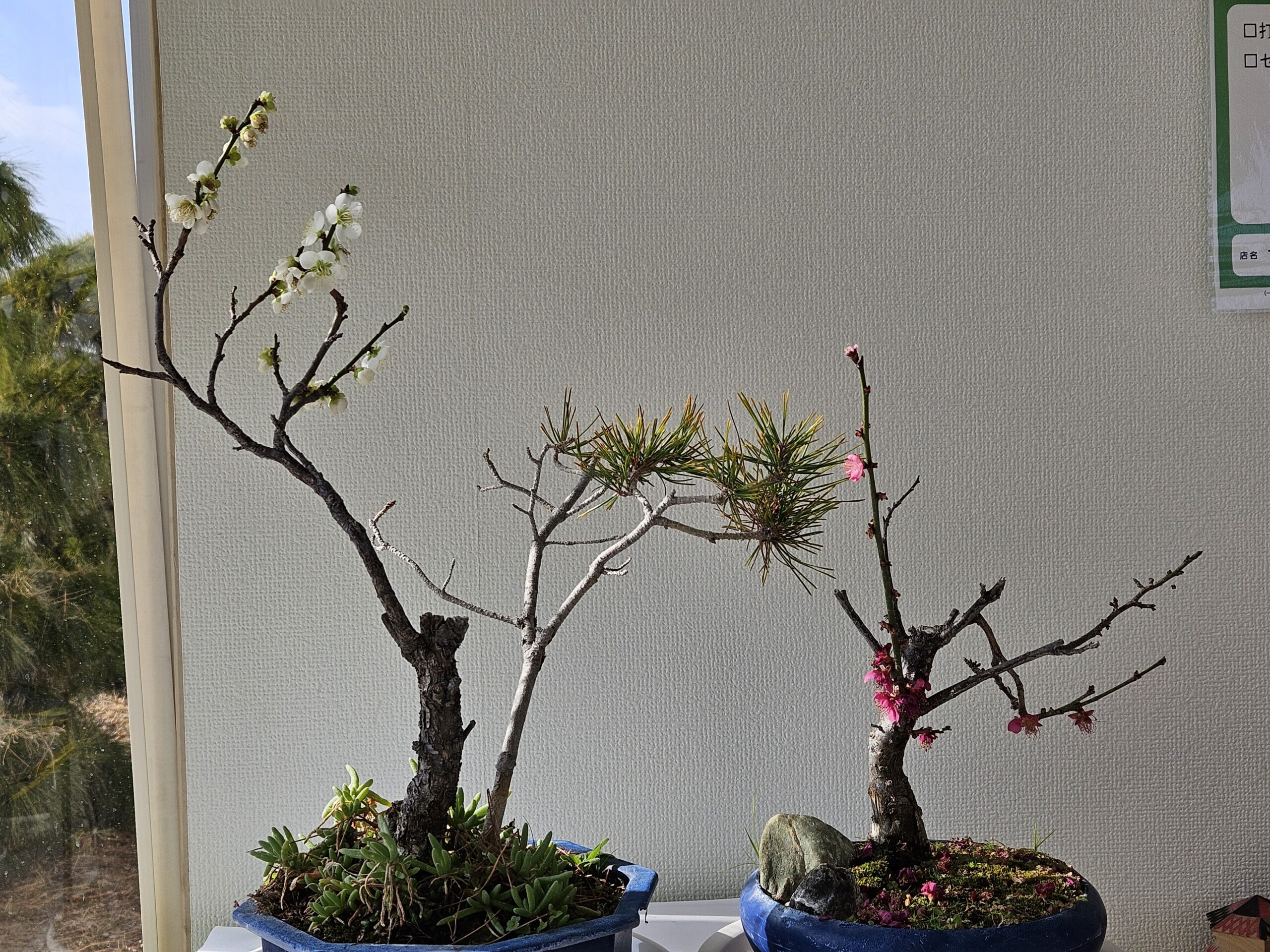 紅白梅と松（2026年1月）