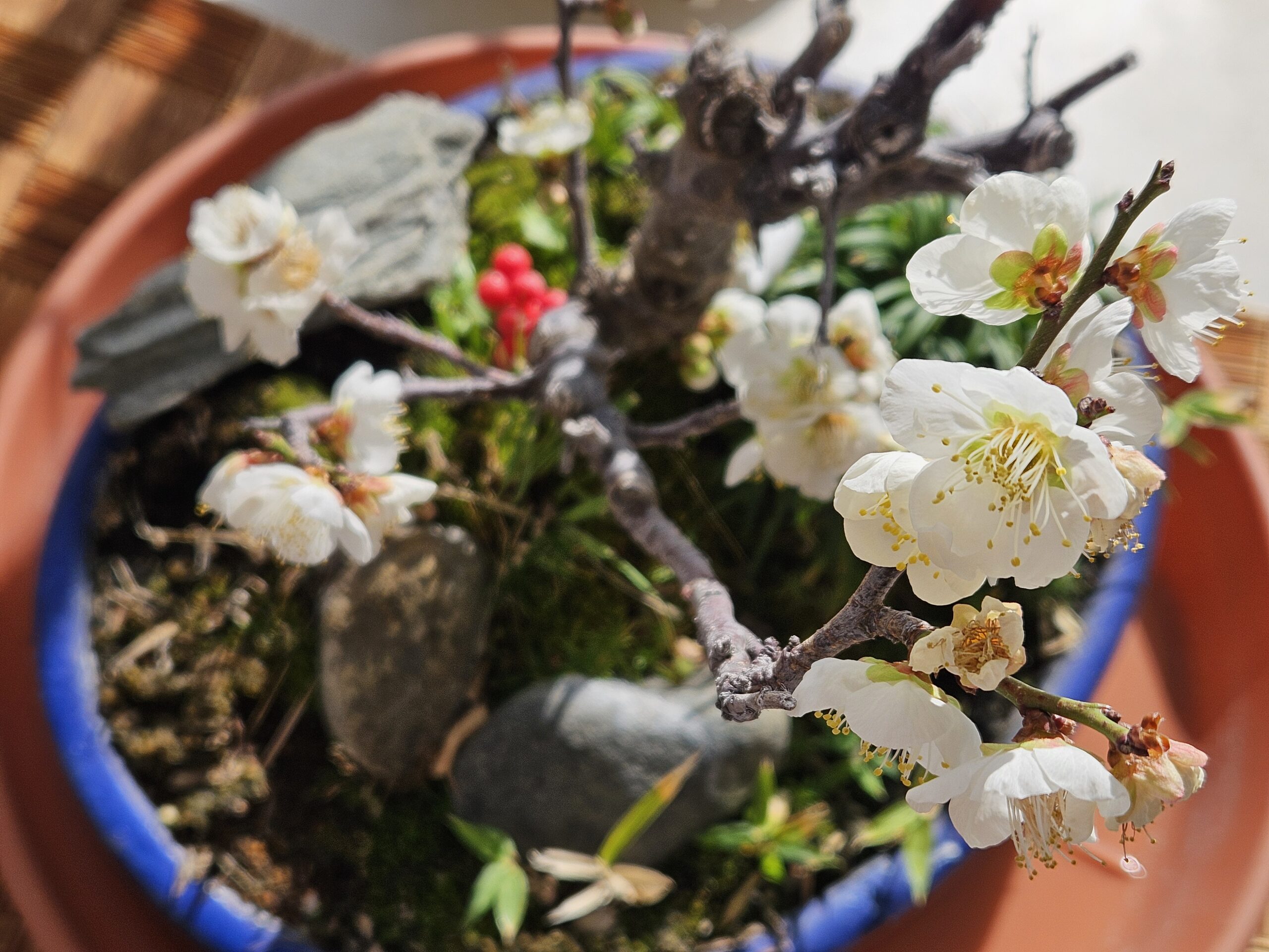 こぼれ始めた白梅（2026年1月）
