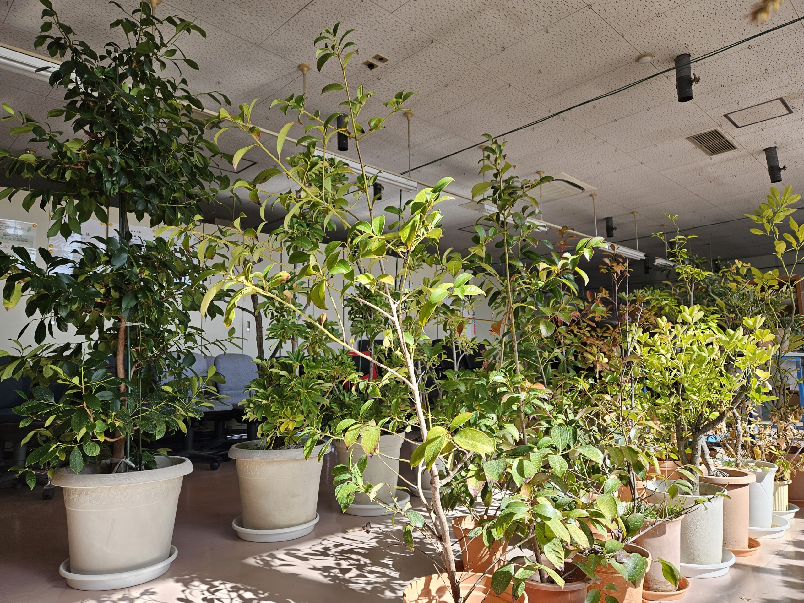 紅白梅と松（2026年1月）