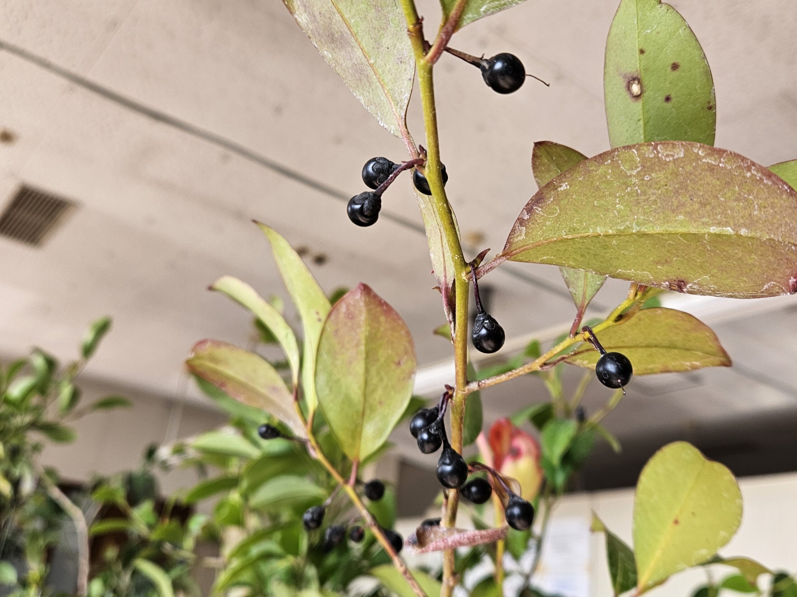 豊作（2026年1月）