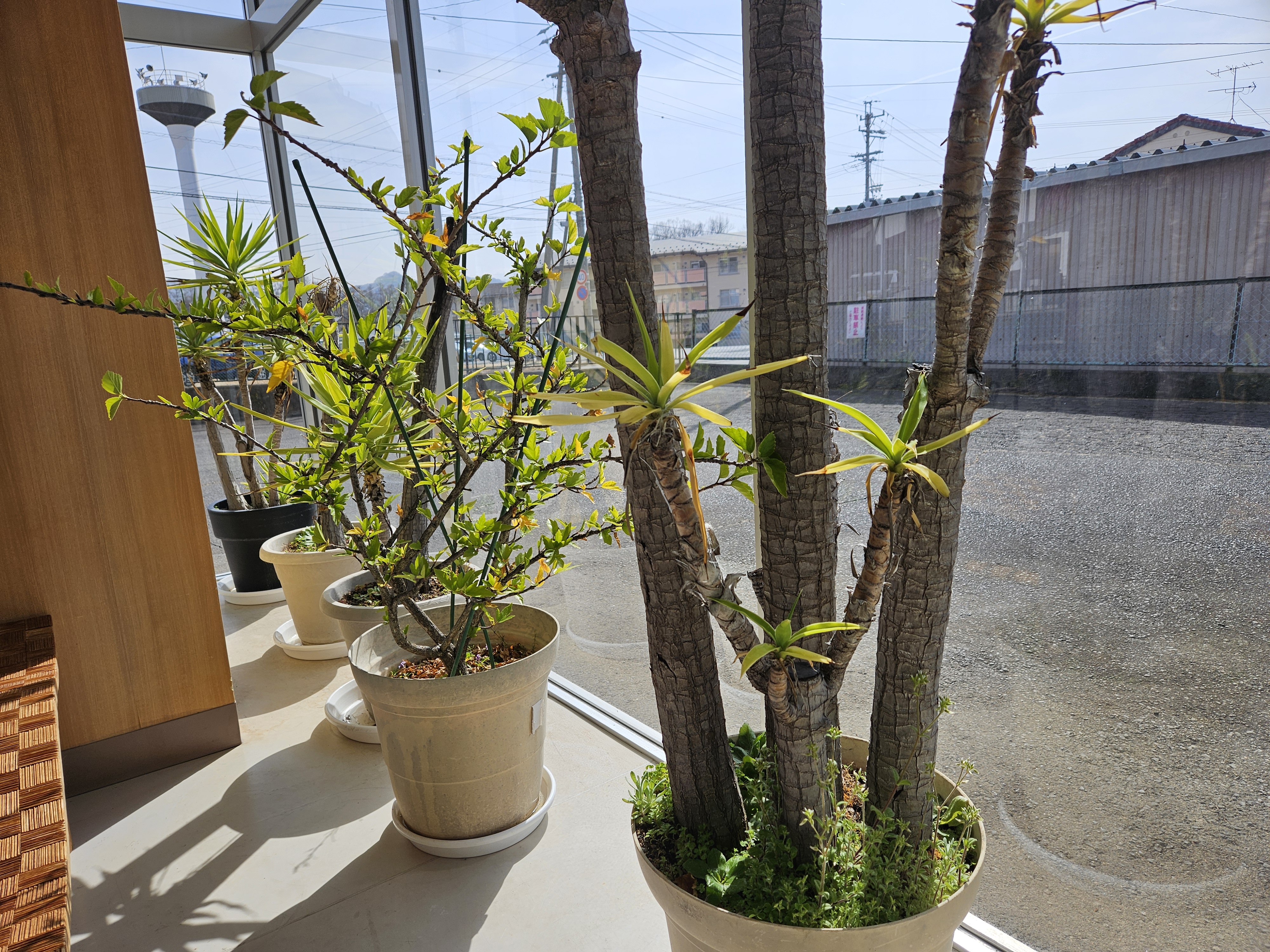 日光を浴びる鉢植え（2026年2月）