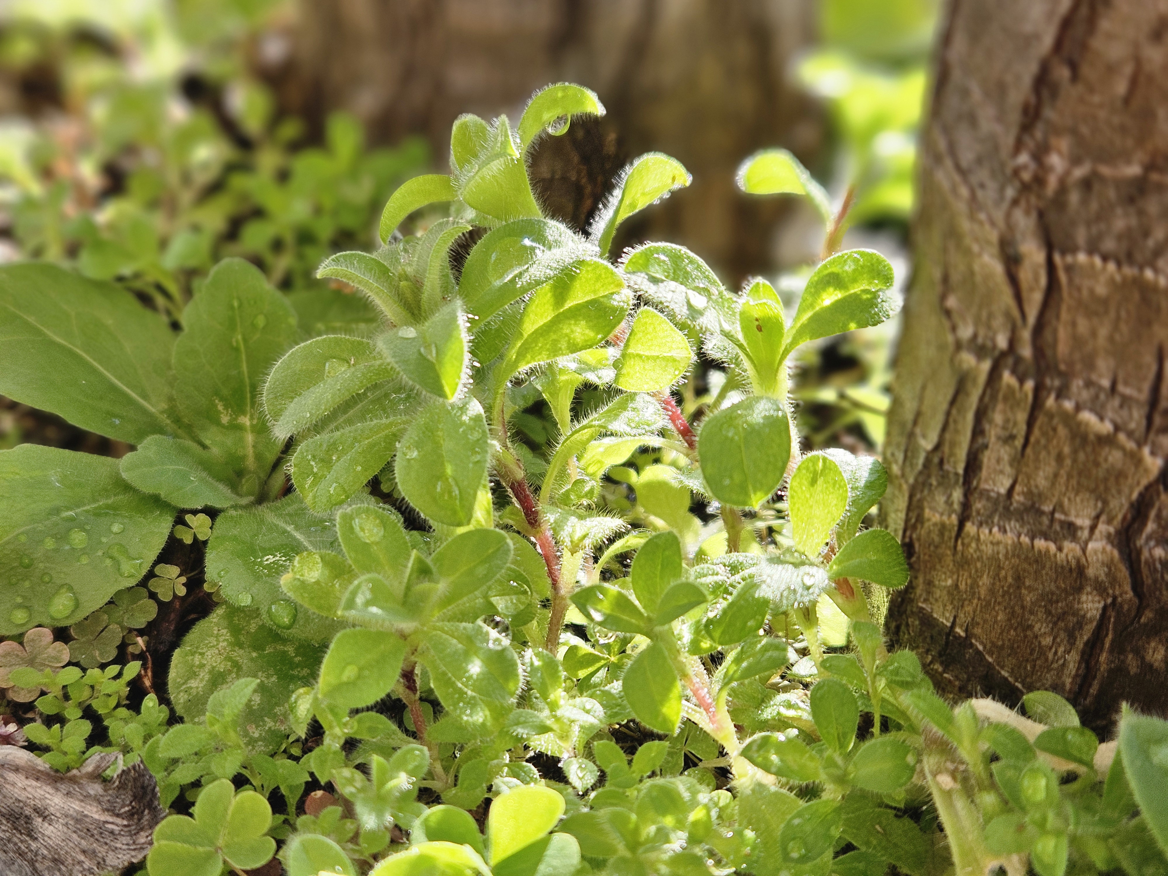 ちいさな新緑（2026年2月）