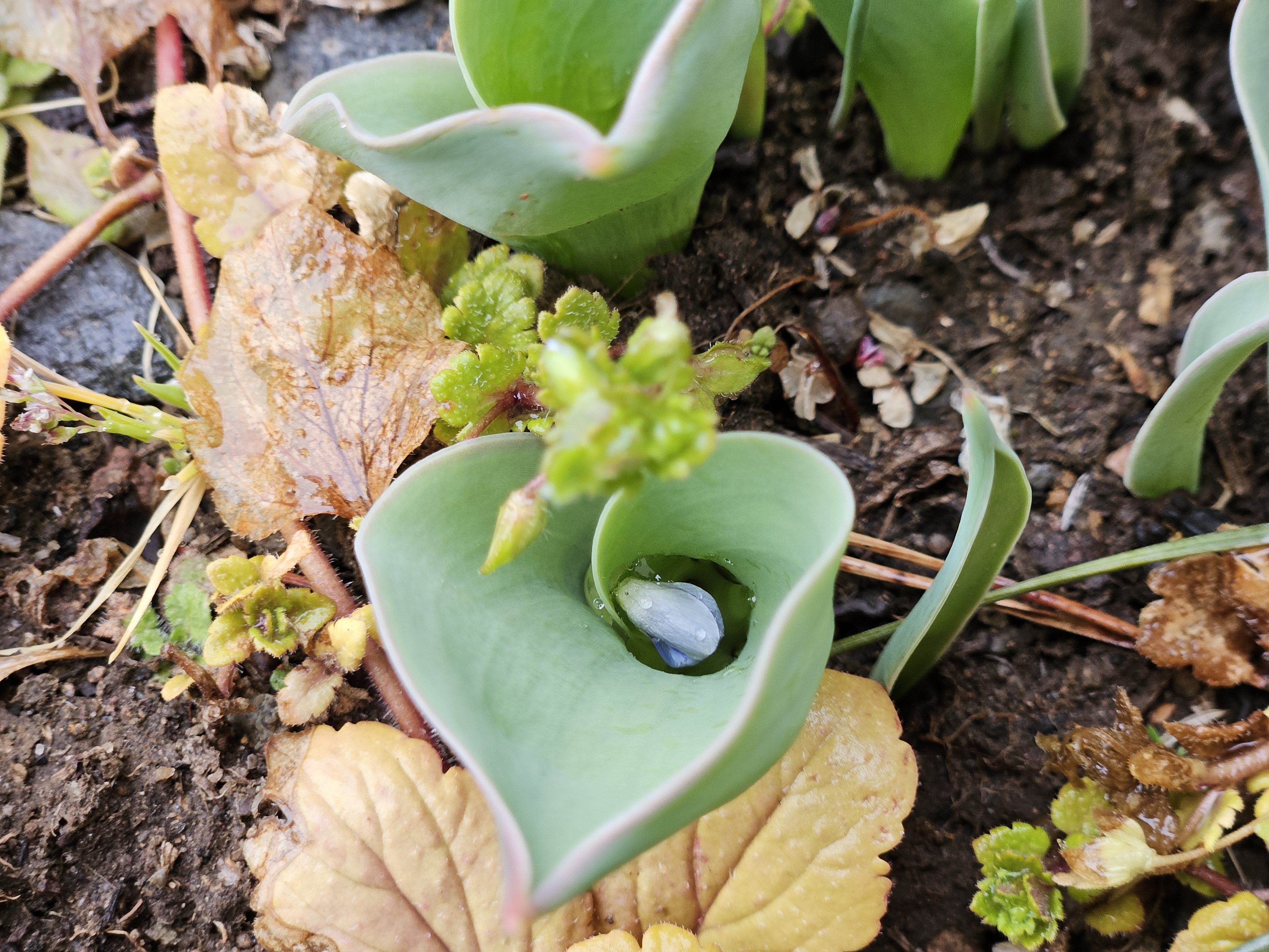 オオイヌノフグリが浮かぶ新芽（2026年3月）