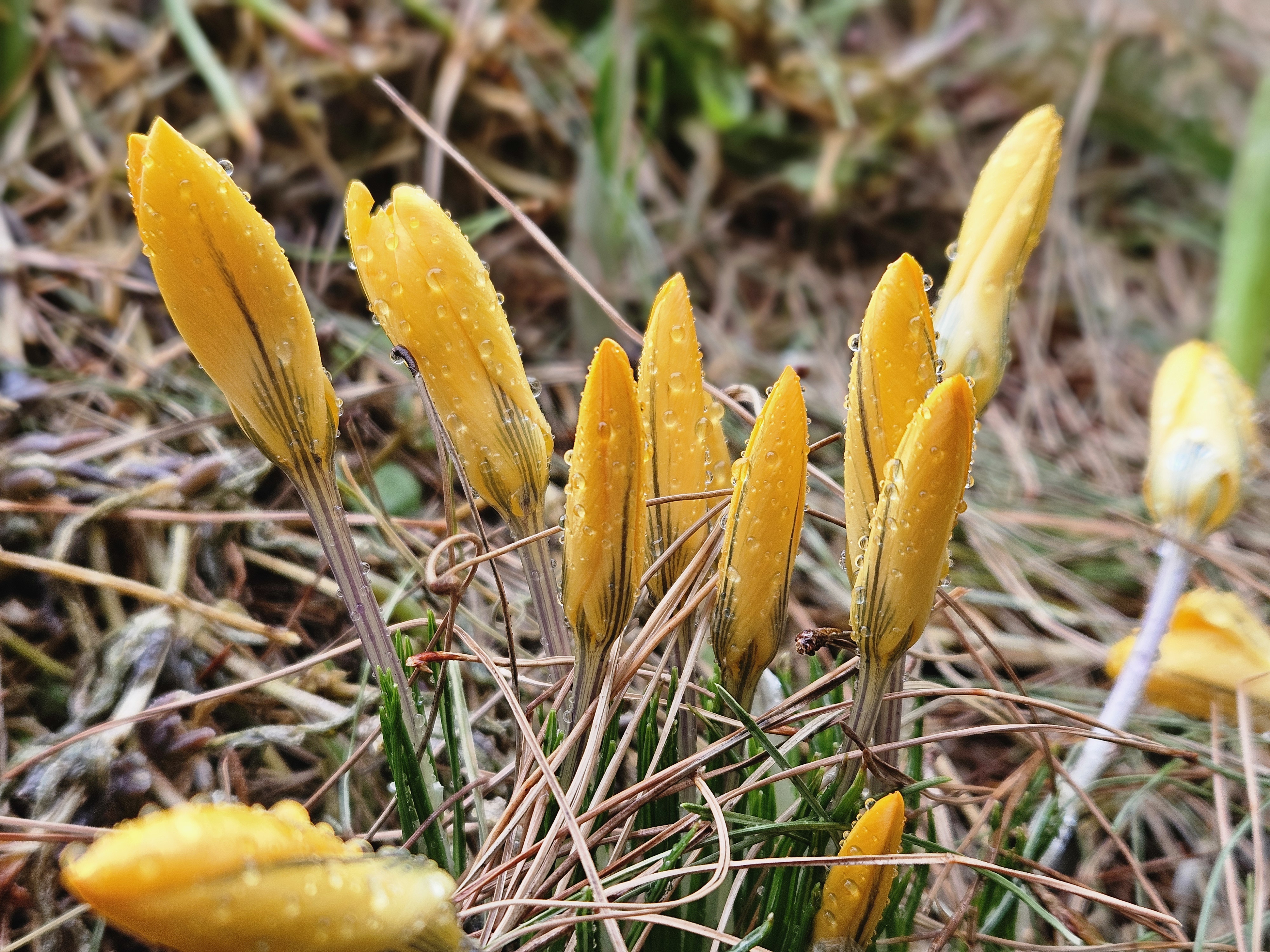 開花目前のクロッカス（2026年3月）