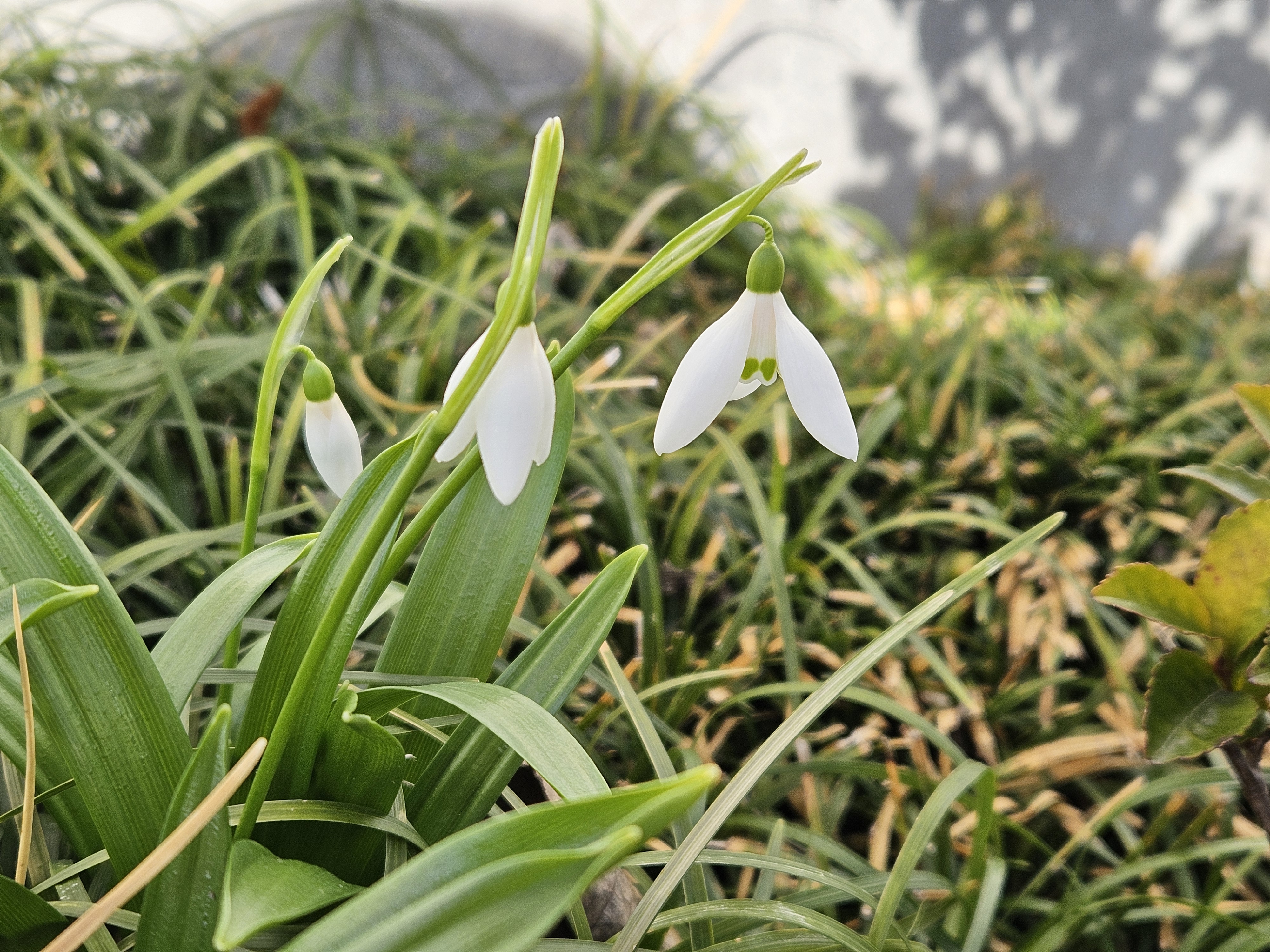 待雪草ひらく（2026年3月）