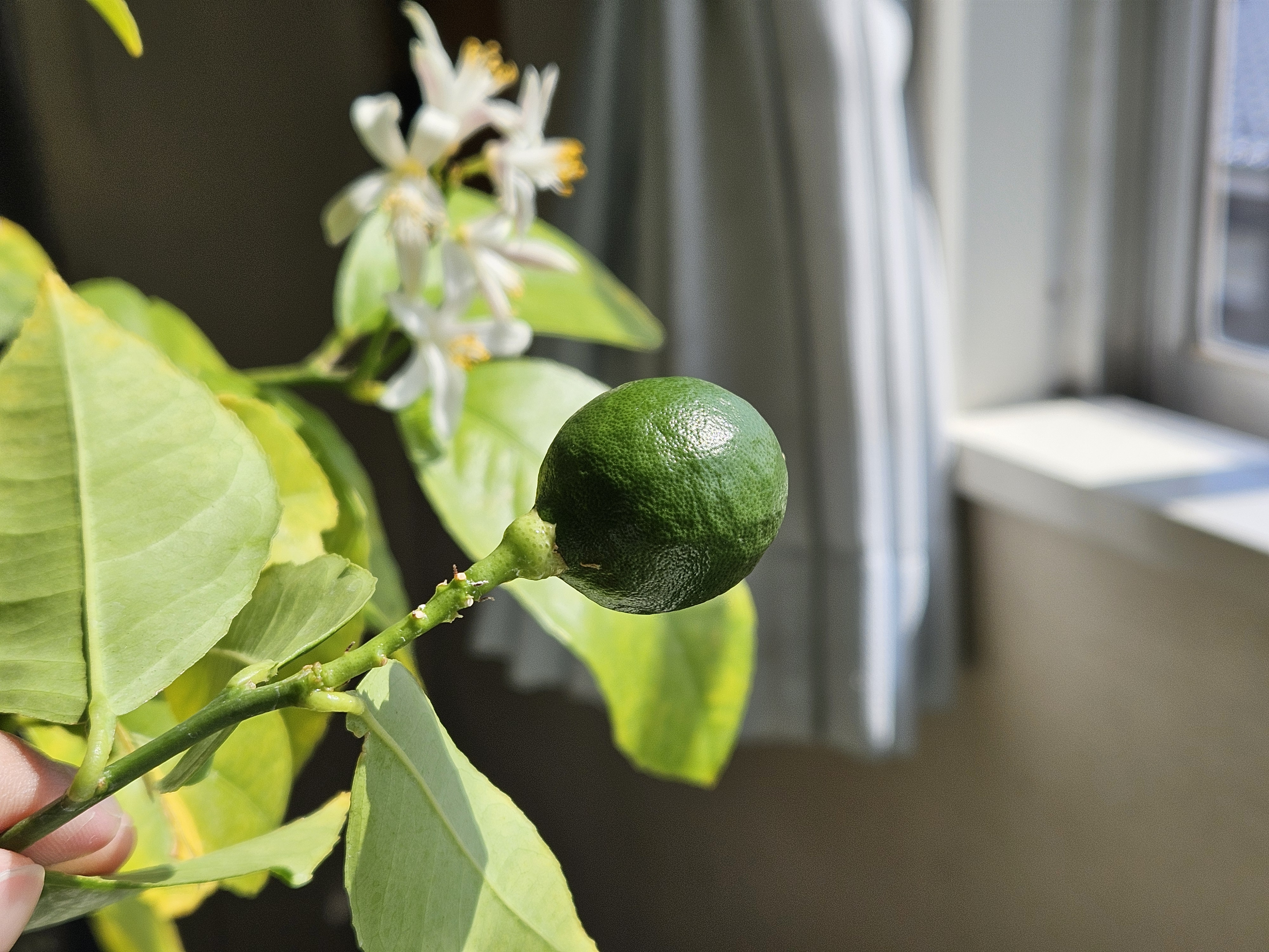 新しい実り（2026年3月）