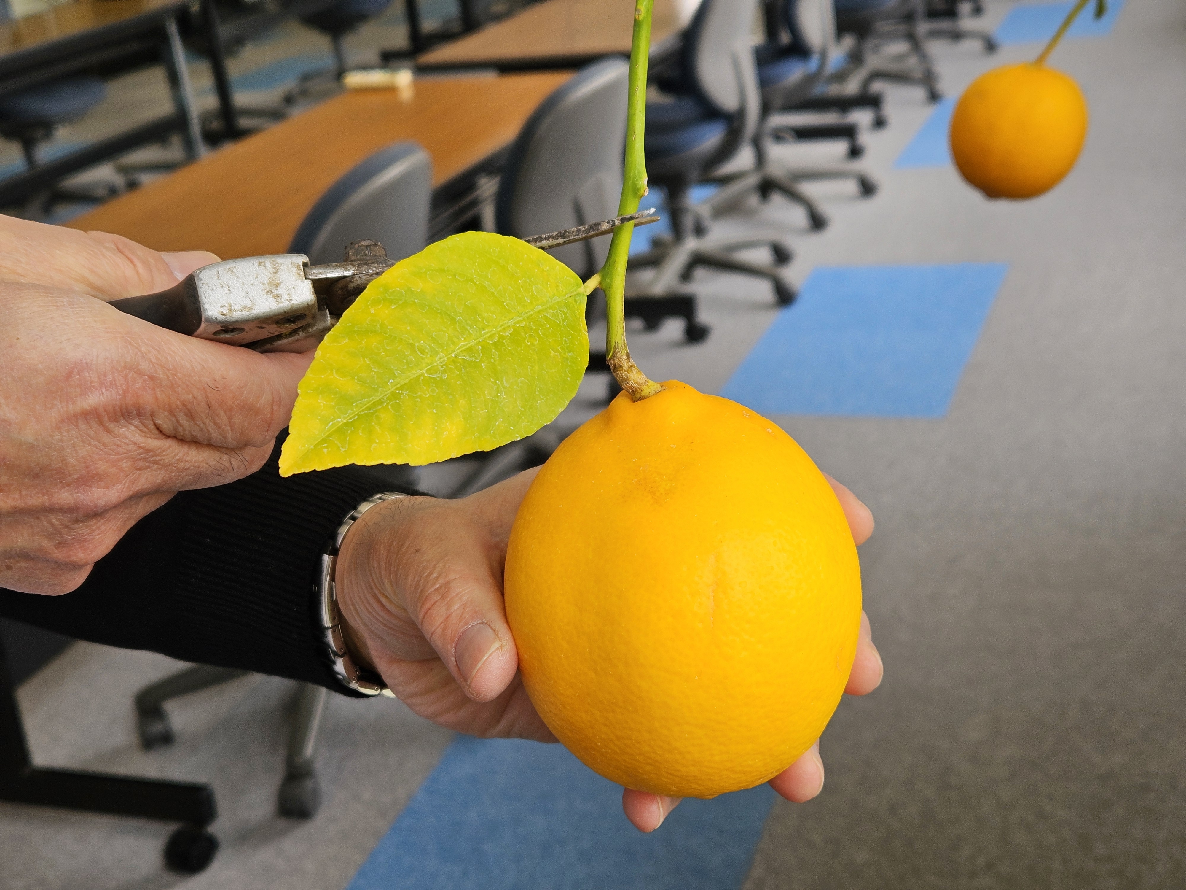 収穫（2026年3月）