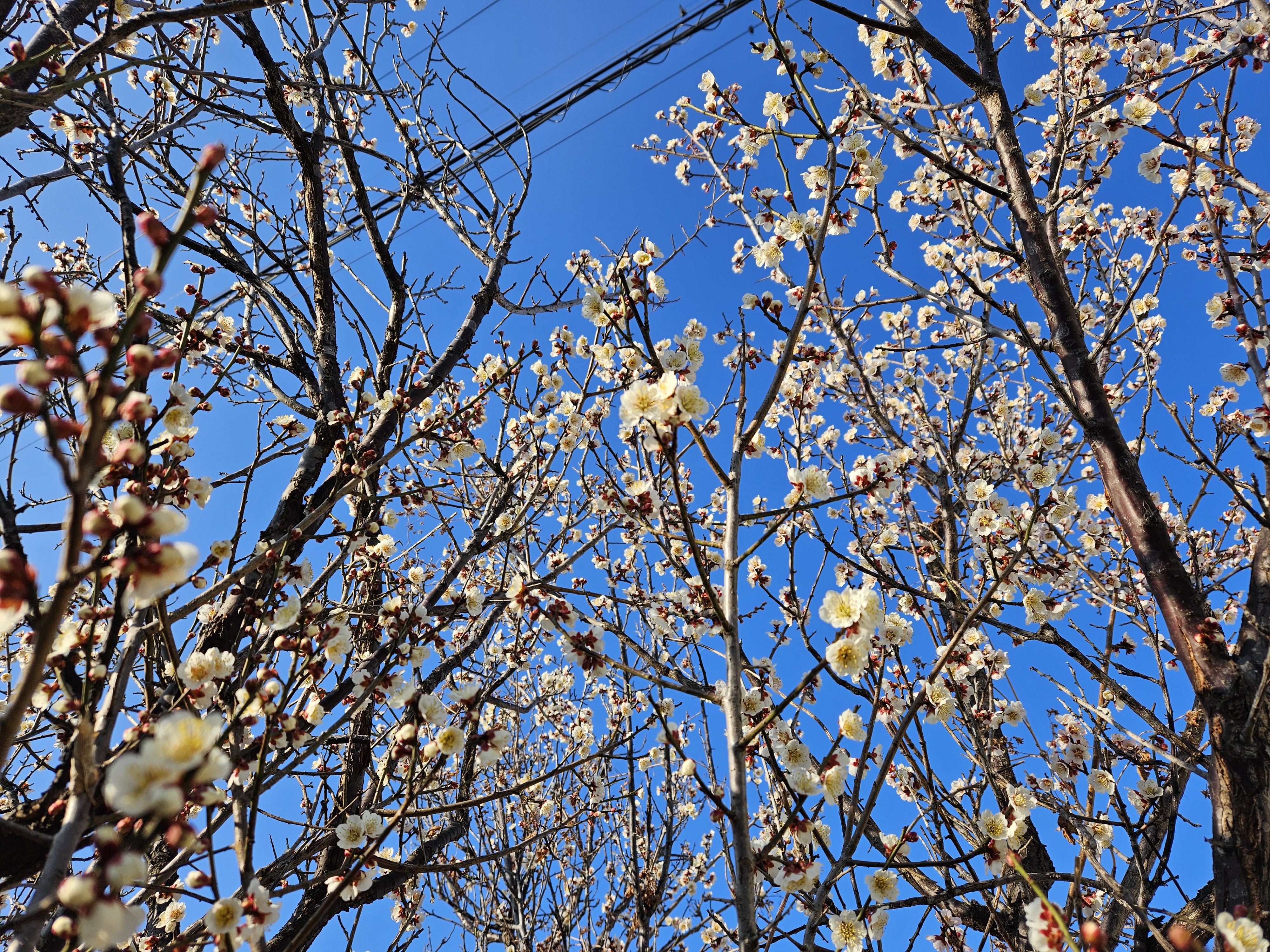 青空と白梅（2026年4月）