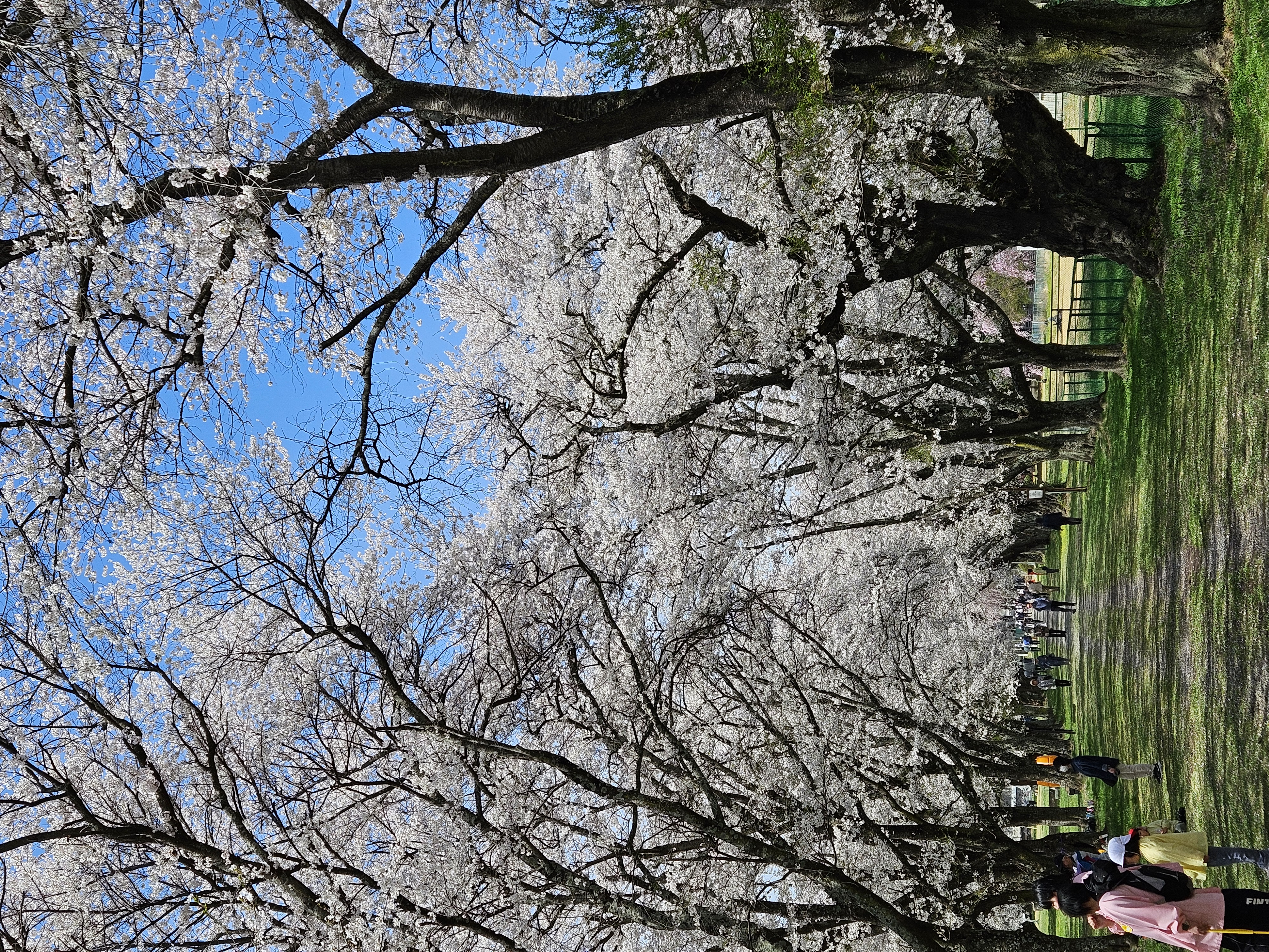 満開の桜並木（2026年4月）