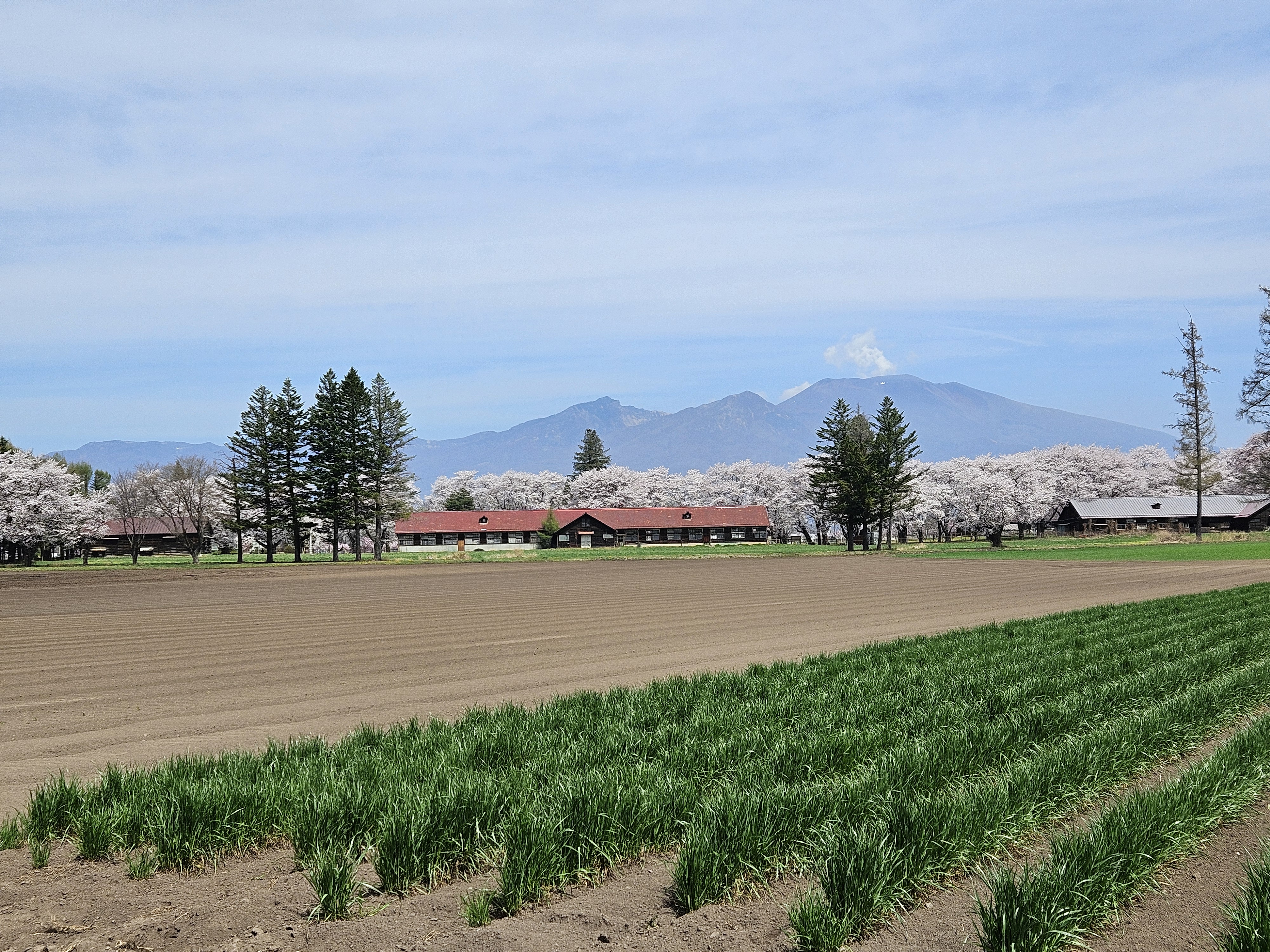 桜雲と牧舎（2026年4月）