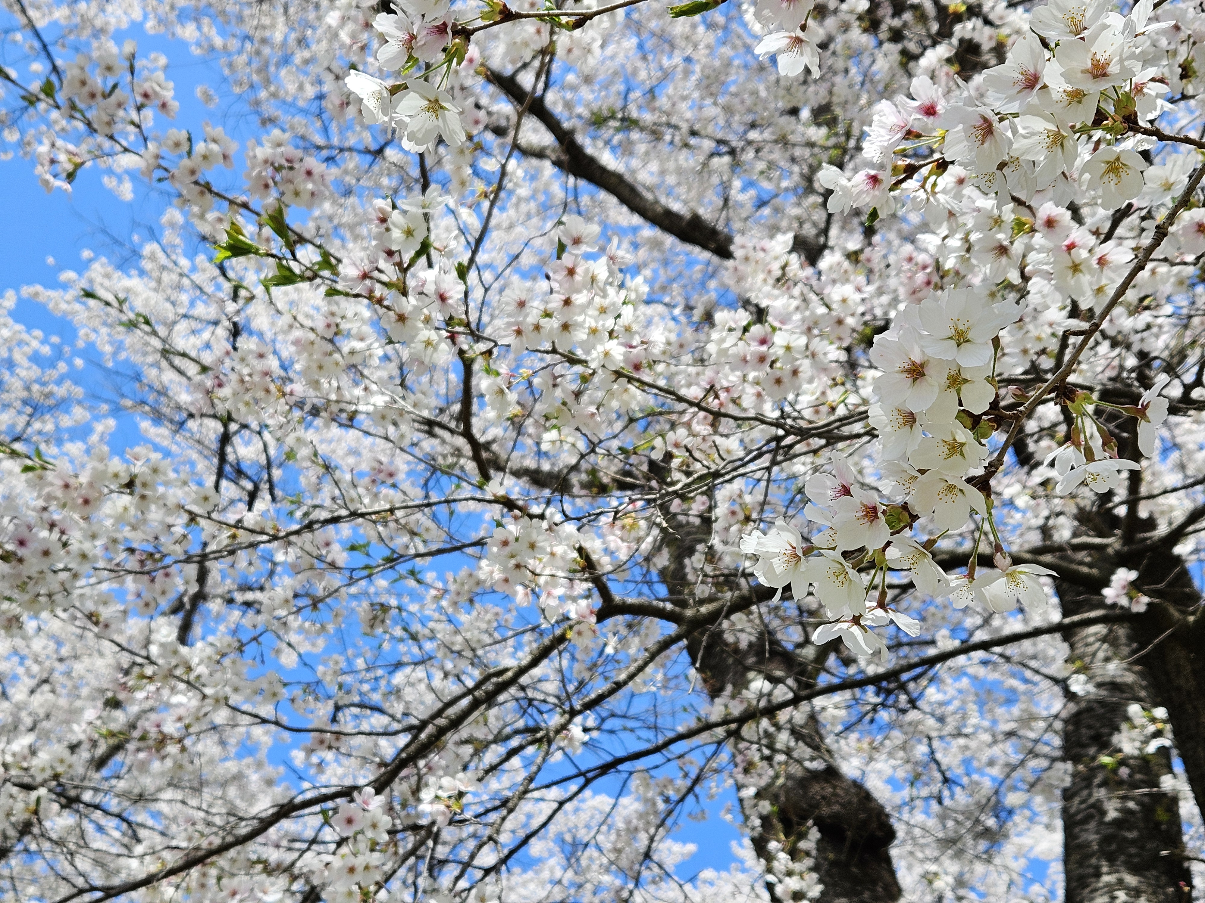 零れ桜（2026年4月）