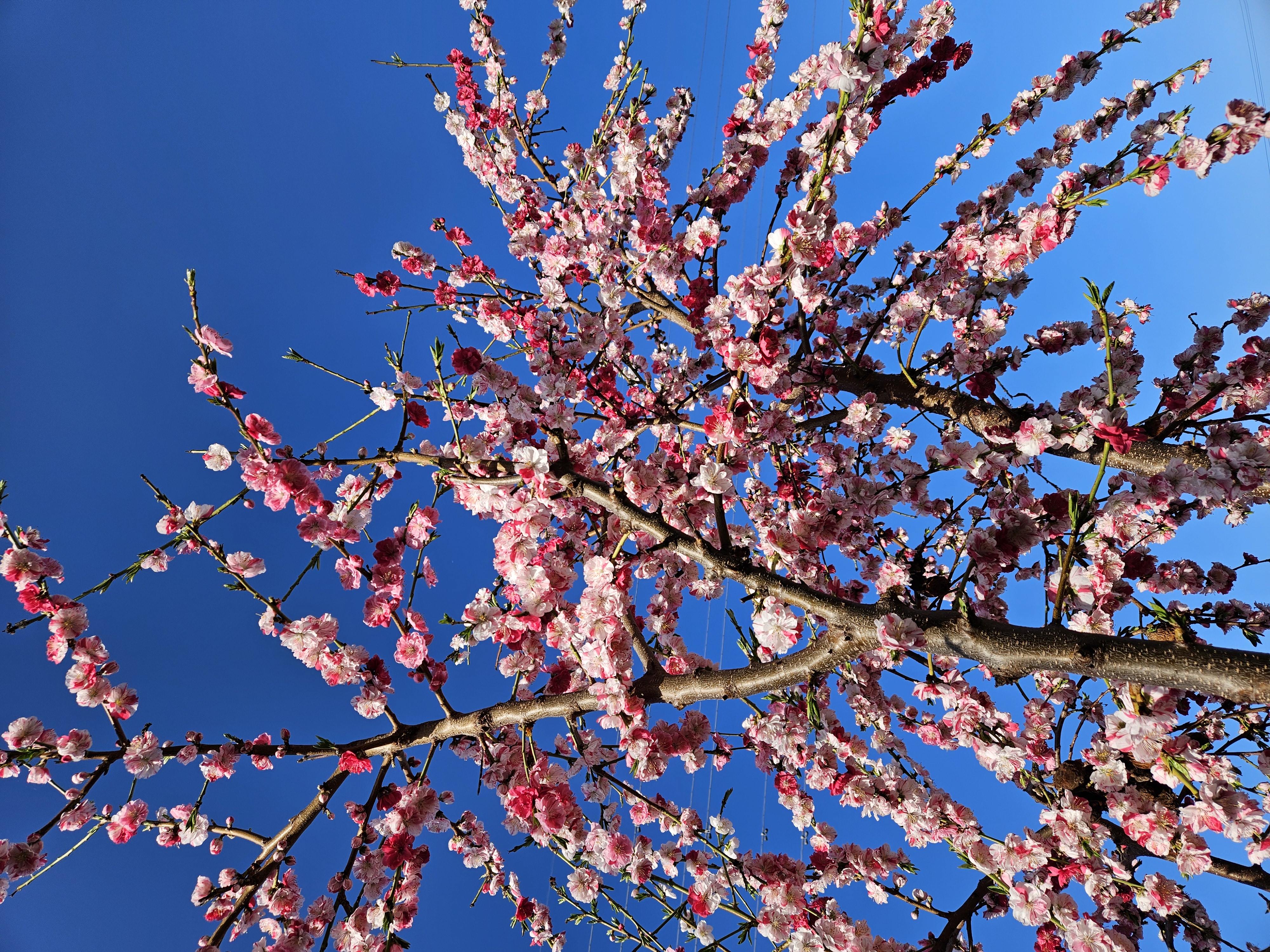 春のくす玉（2026年4月）