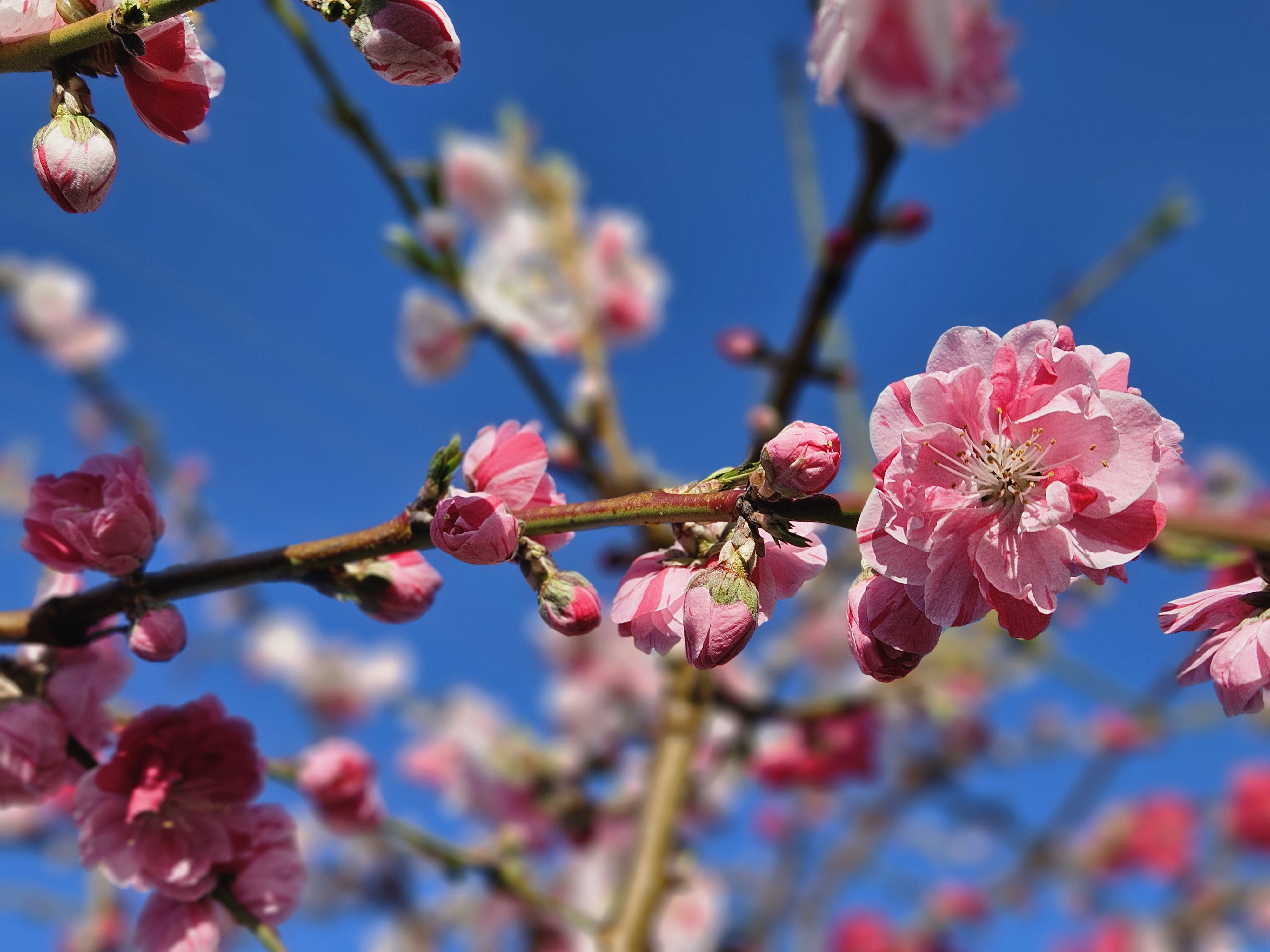 二色の彩り（2026年4月）