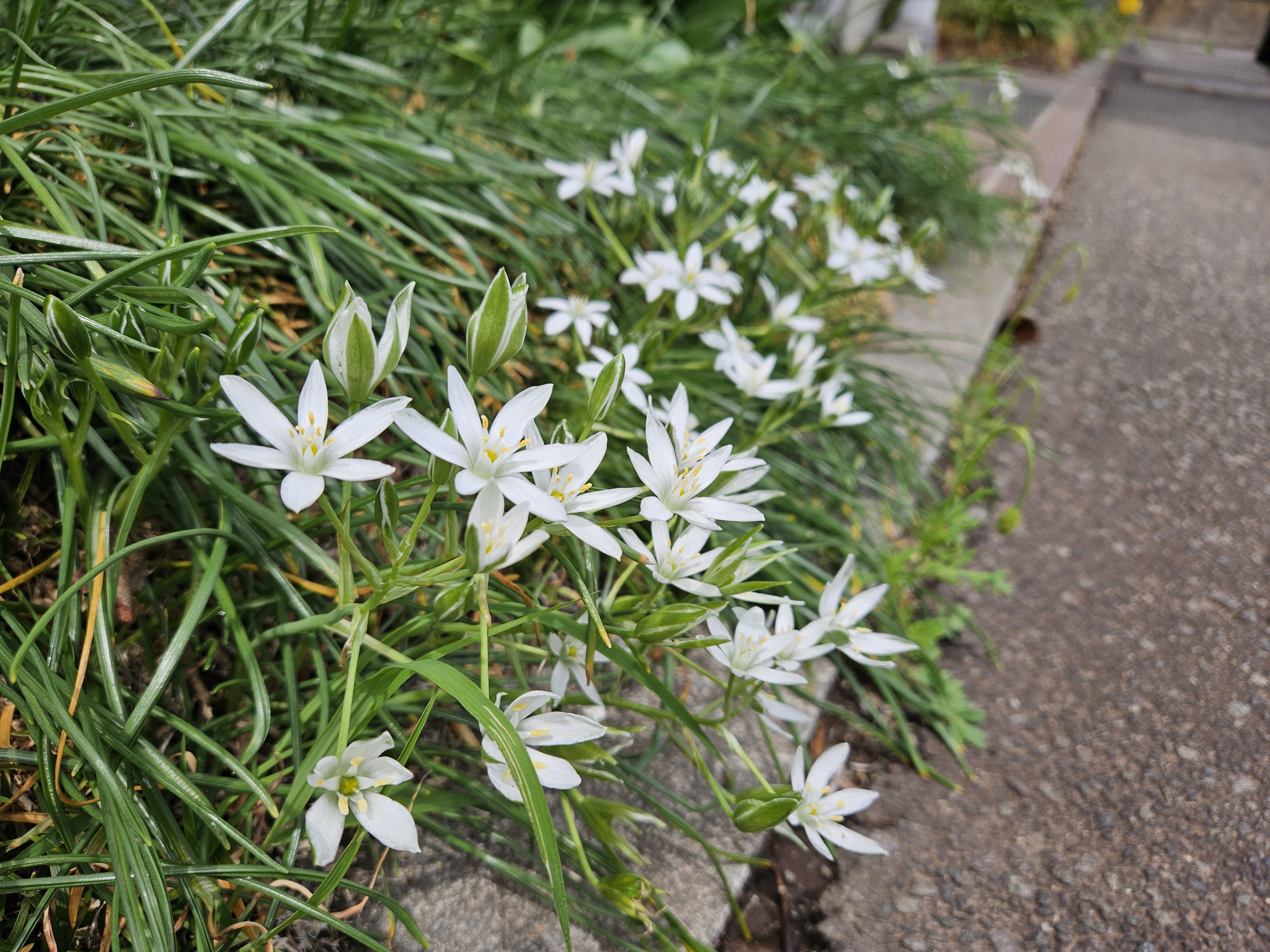 春庭の星々（2026年4月）