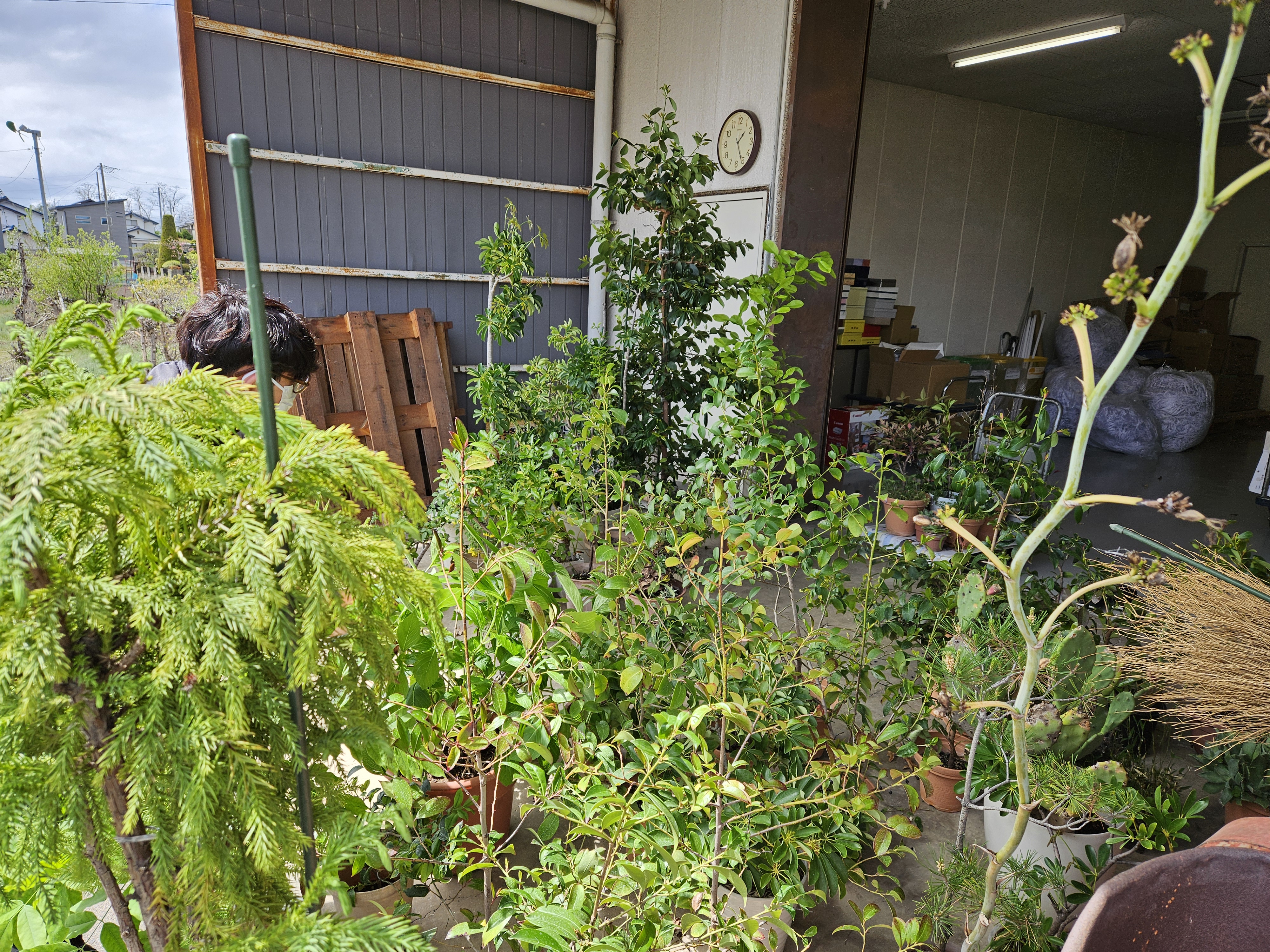 室内にいた植物の移動（2026年5月）