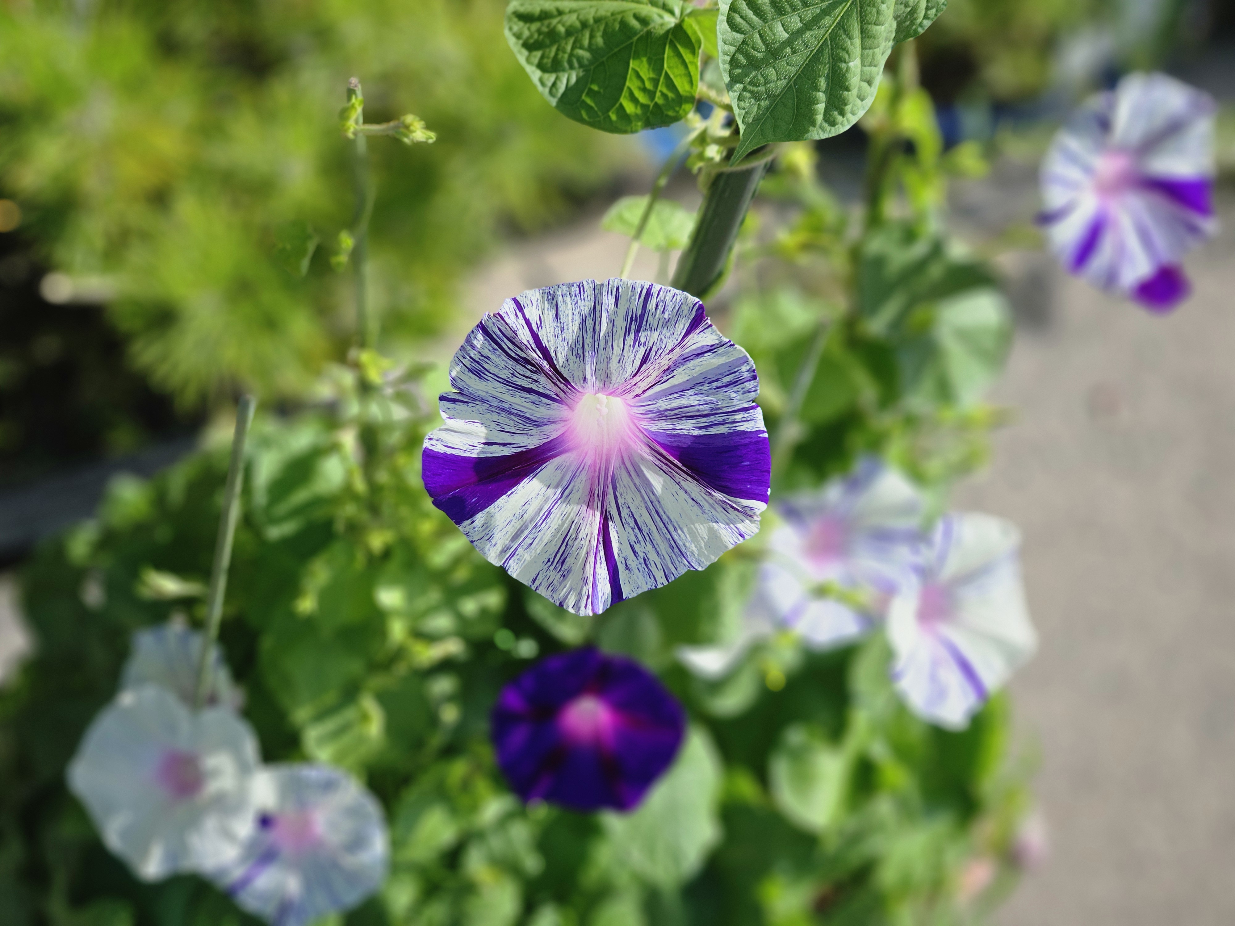 花火を写す朝顔（2026年8月）