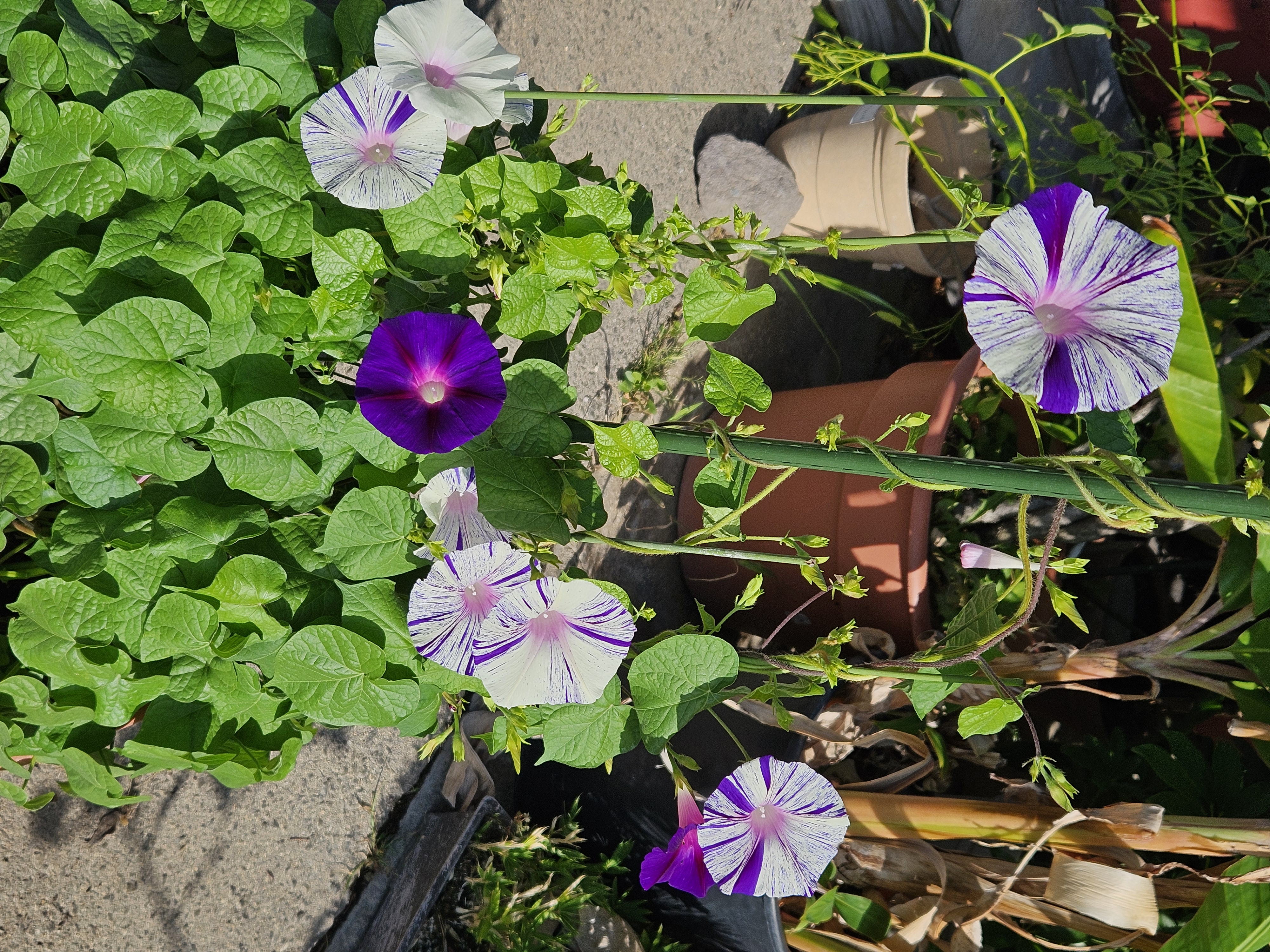 花盛り（2026年8月）